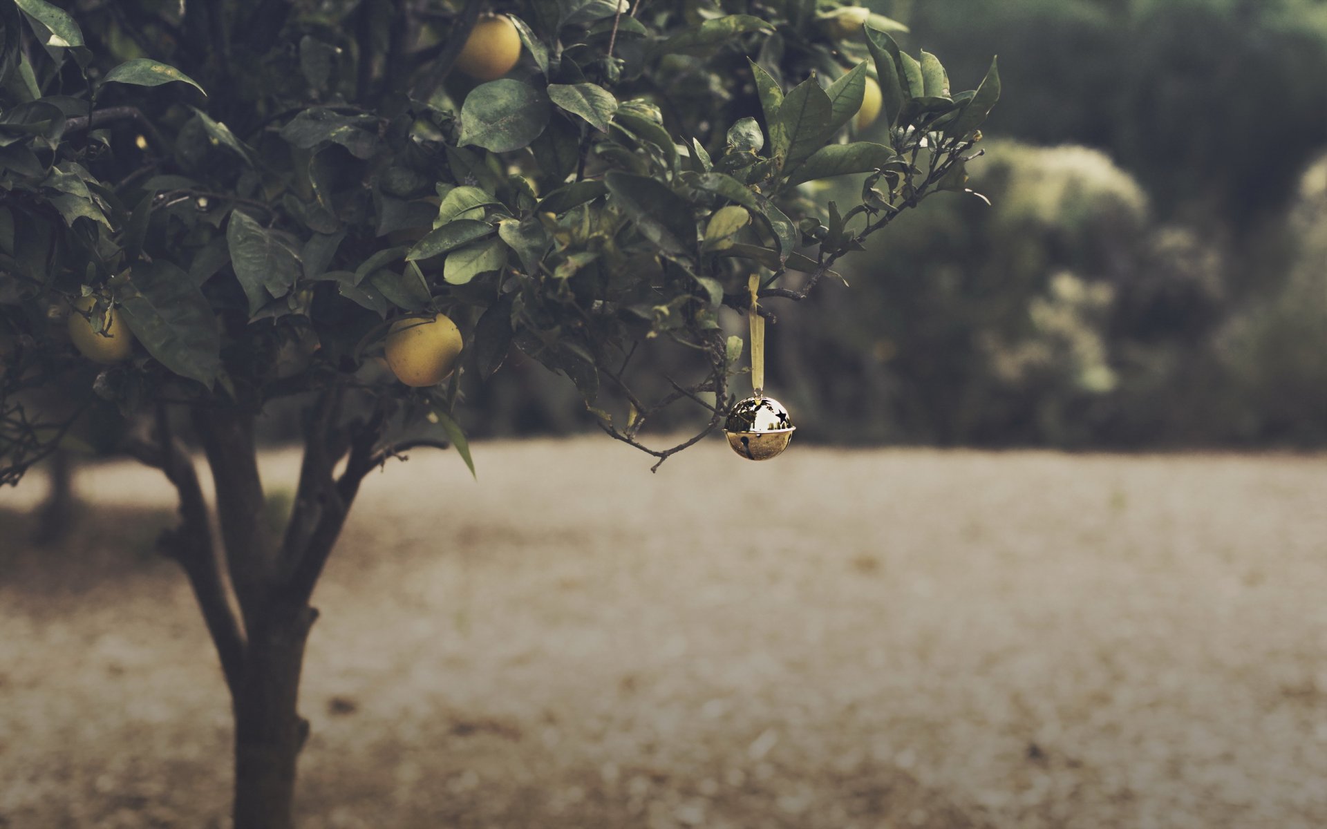 orange grove glocke weihnachten