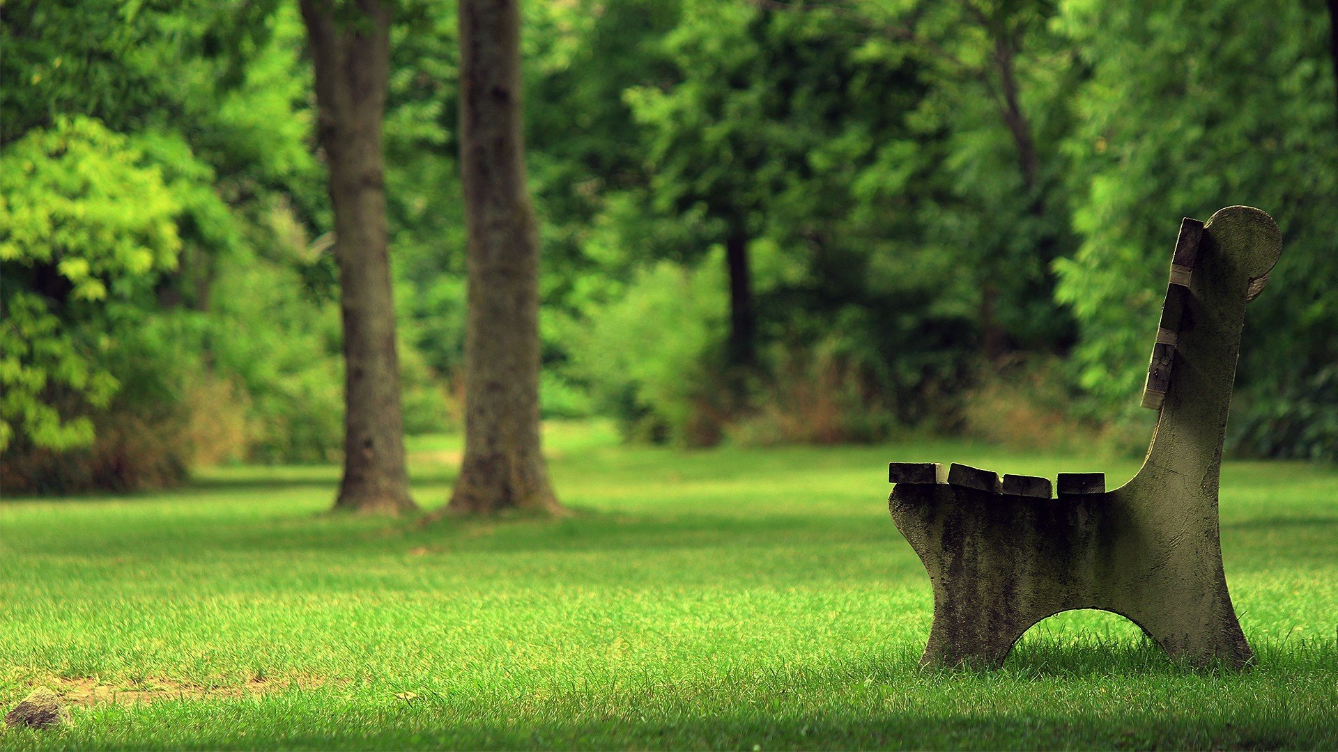 bank park sommer gras baum bank