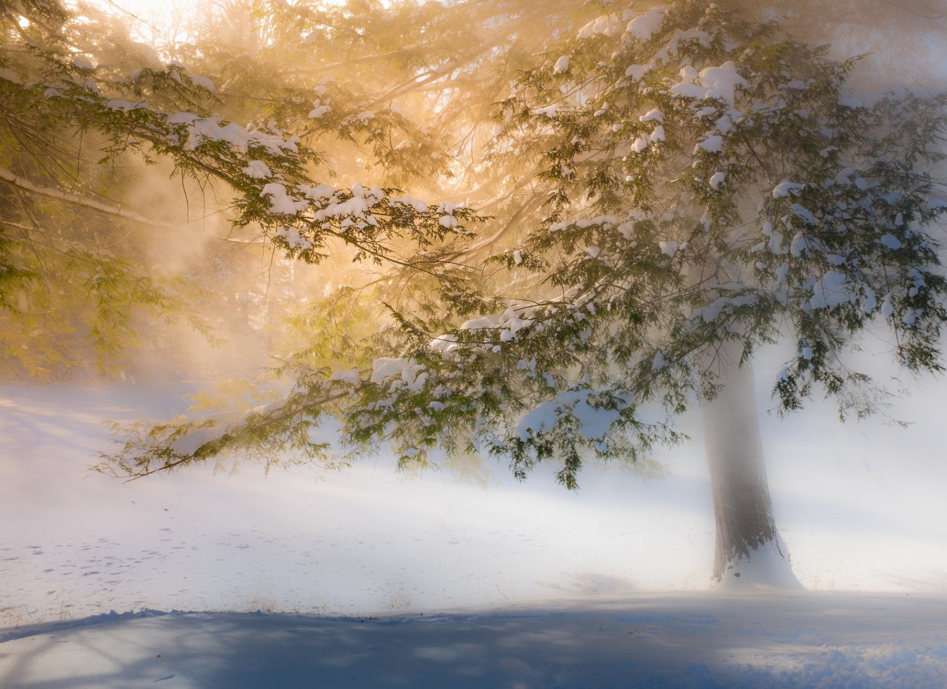 inverno alberi neve luce sole