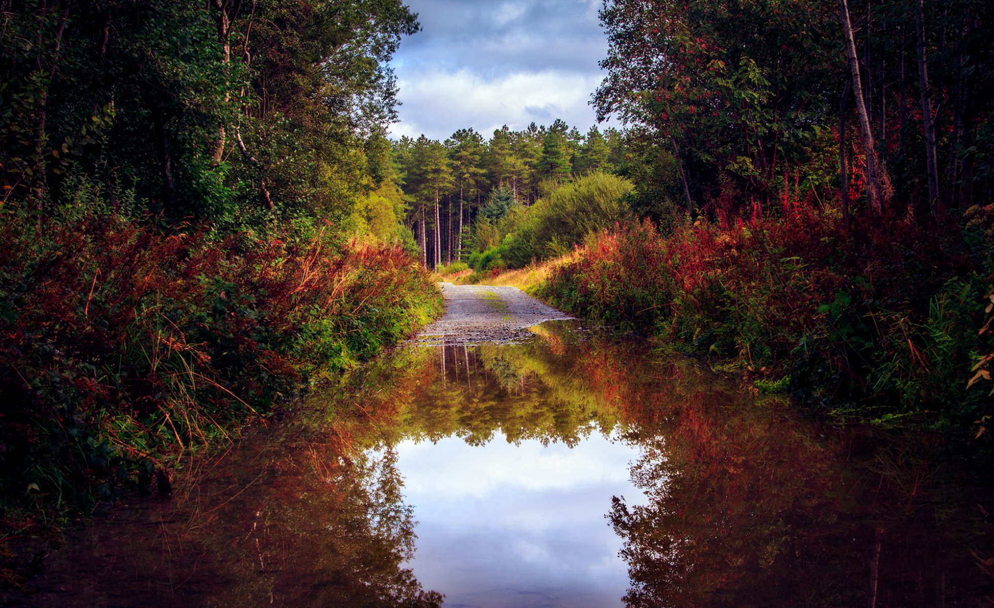 naturaleza otoño carretera bosque árboles agua charco reflexión