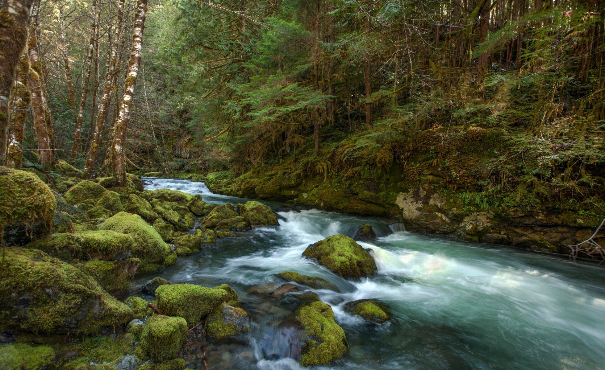 wald fluss strom steine moos