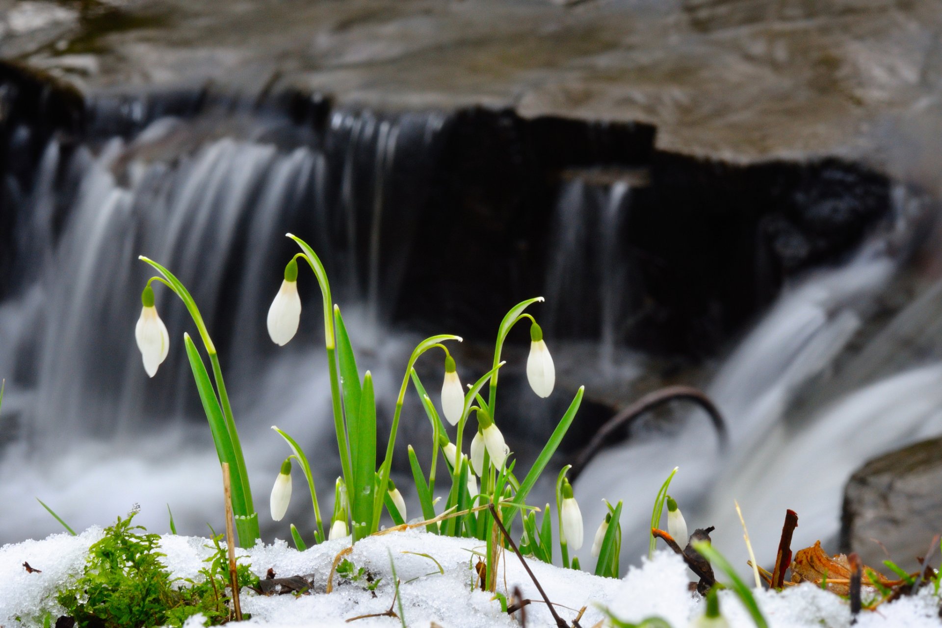 nieve flores campanillas de invierno primavera