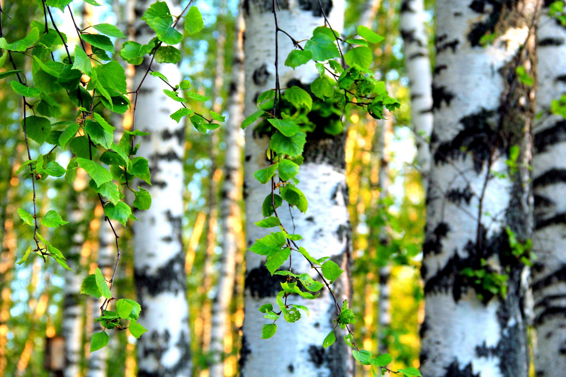 arbres bouleaux feuilles