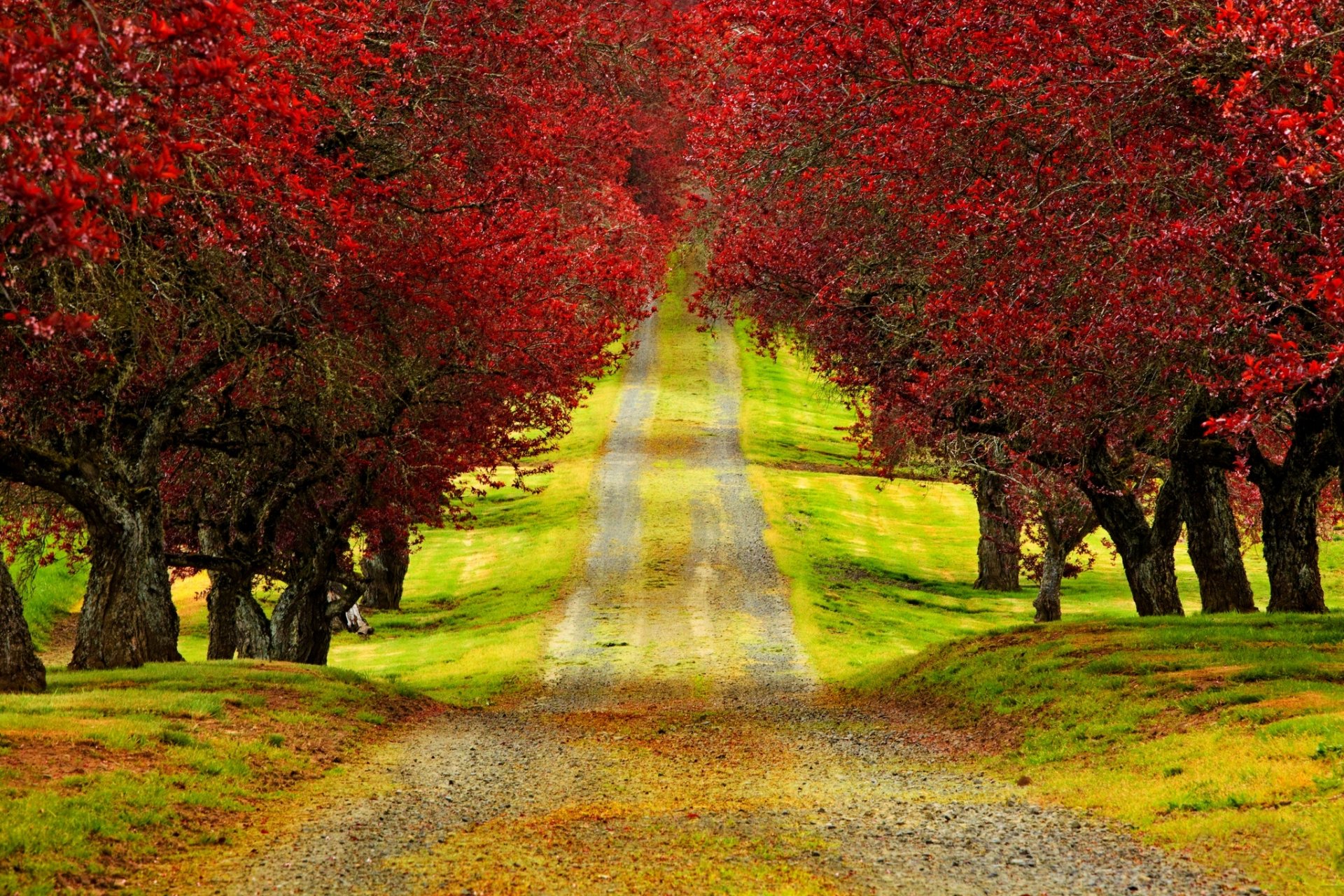 natur wald park bäume blätter bunt straße herbst herbst farben zu fuß fußabdruck zeit