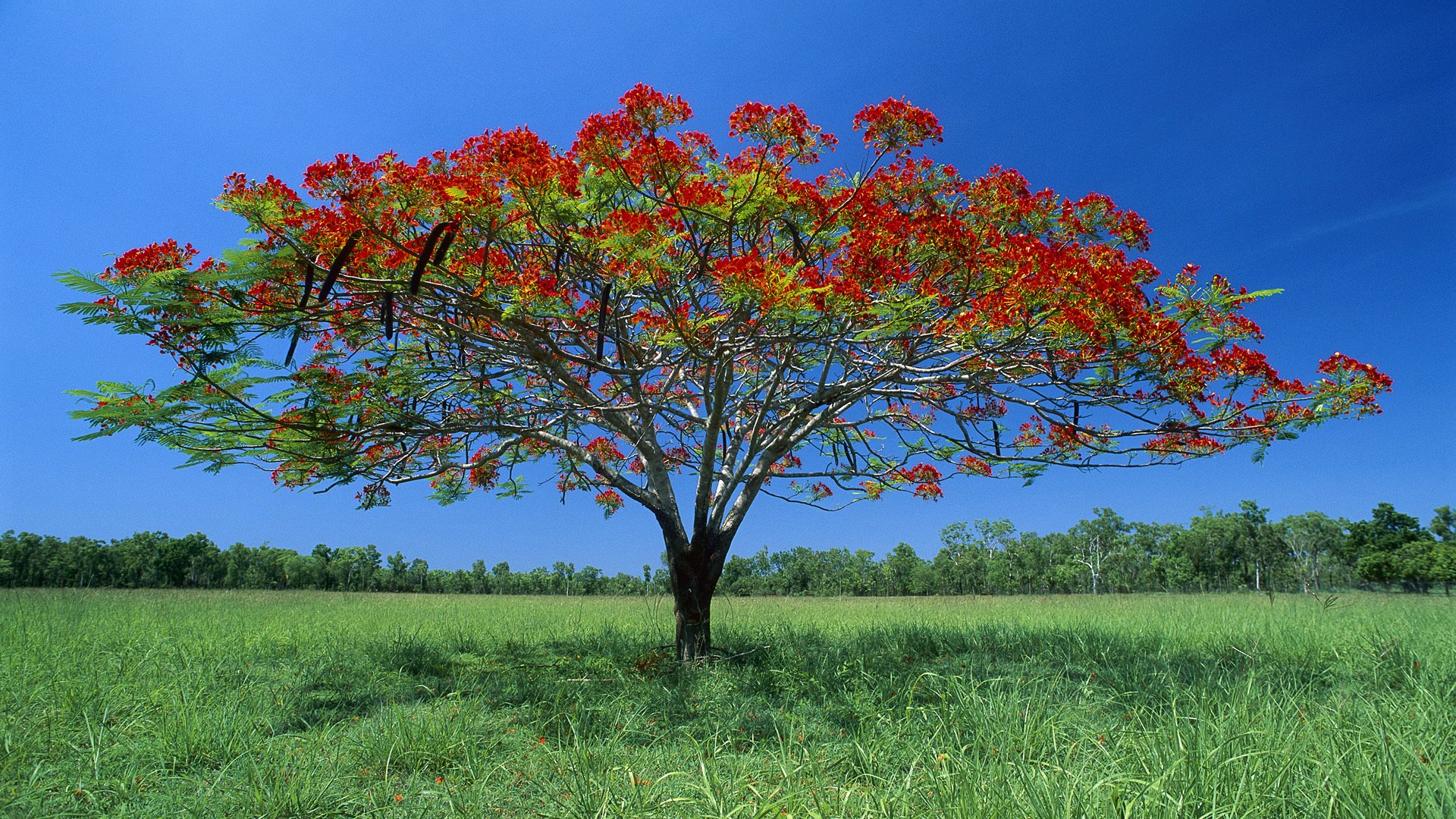 hierba campo árbol bosque borde vegetación horizonte cielo