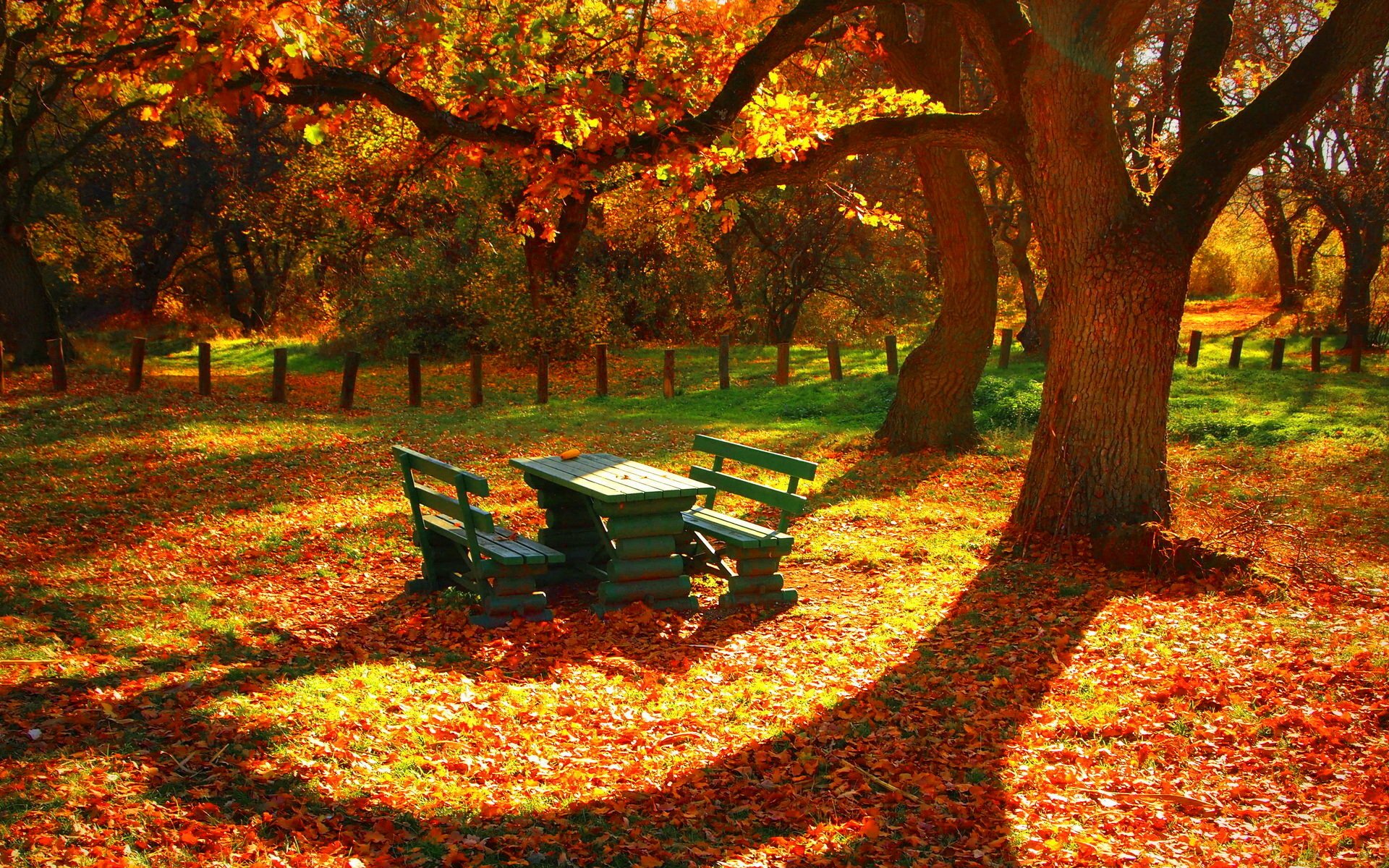 autumn leaves tree fence benches table