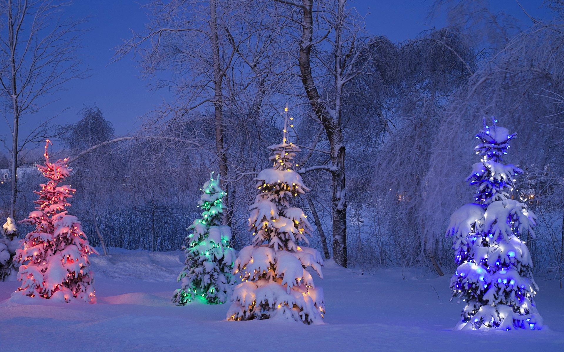 canadá invierno árboles árbol nieve luz invierno abeto árbol de navidad gerland luces escarcha rojo amarillo azul noche