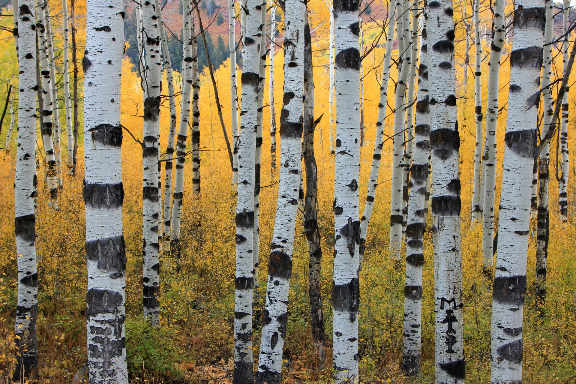 árboles otoño álamos troncos