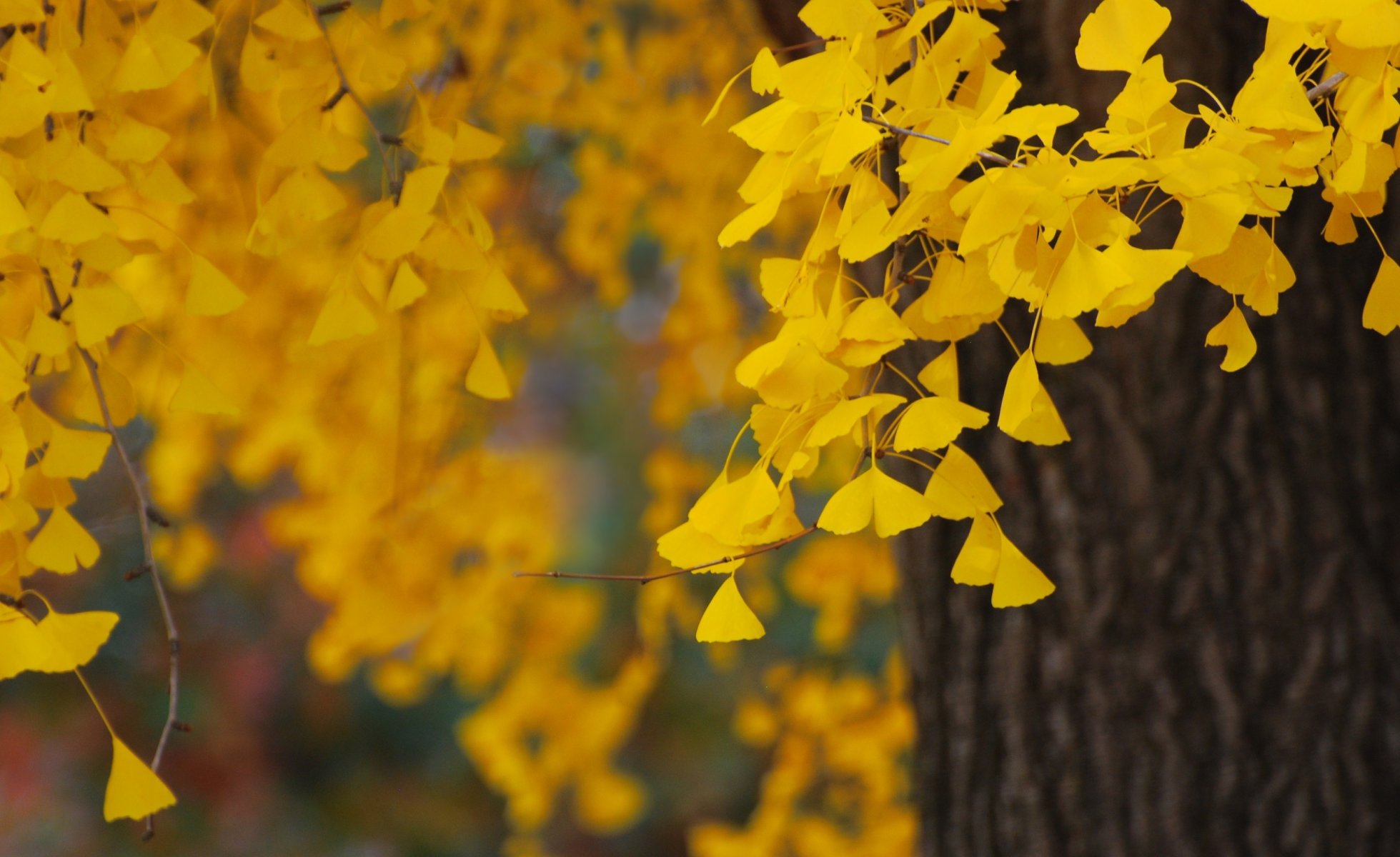 jaune feuilles feuillage nature arbre automne