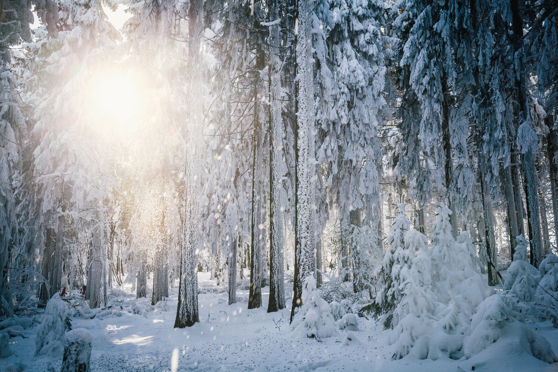 hiver neige forêt arbres givre soleil lumière hesse allemagne