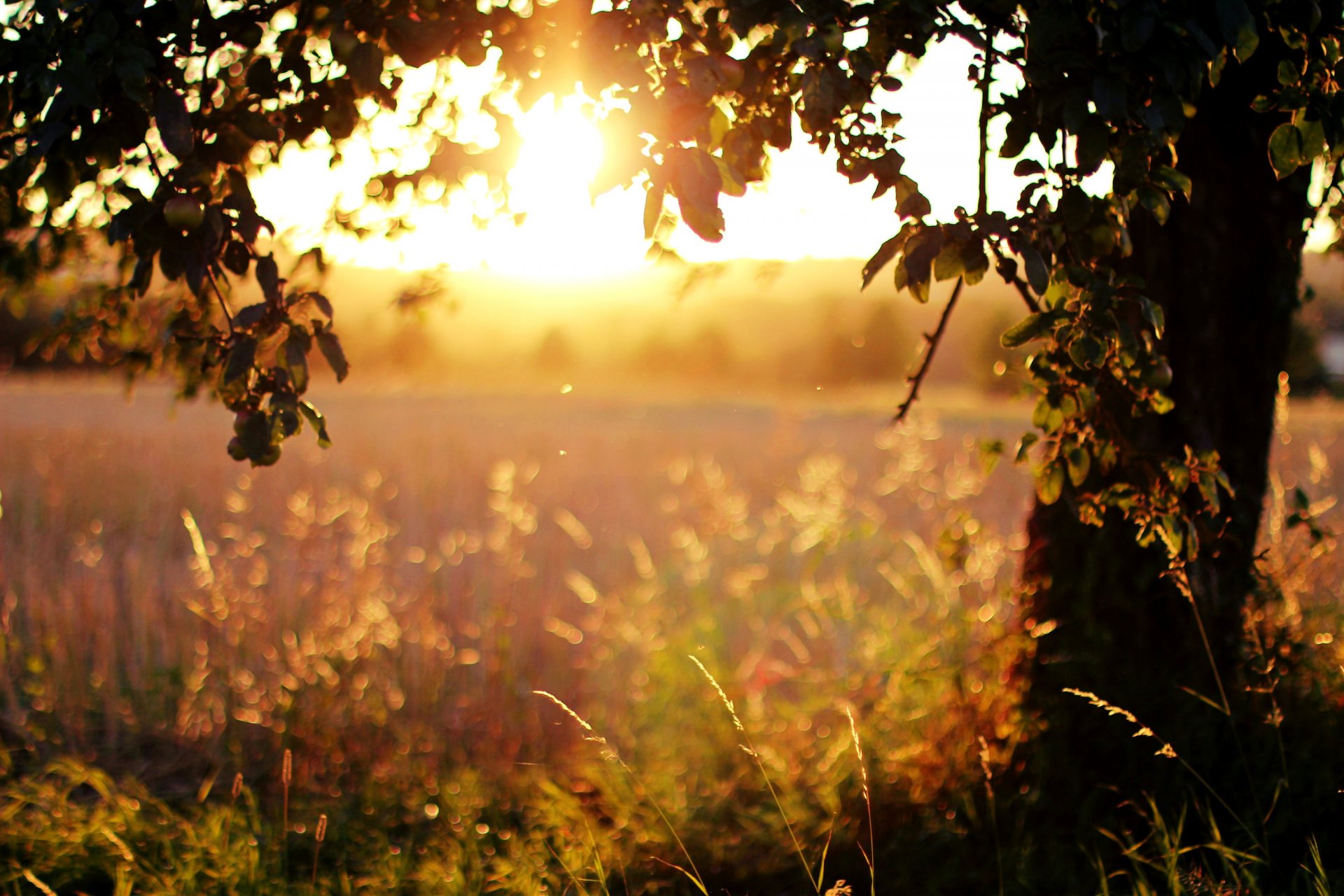 arbres feuilles soleil lumière coucher de soleil soir herbe champ nature