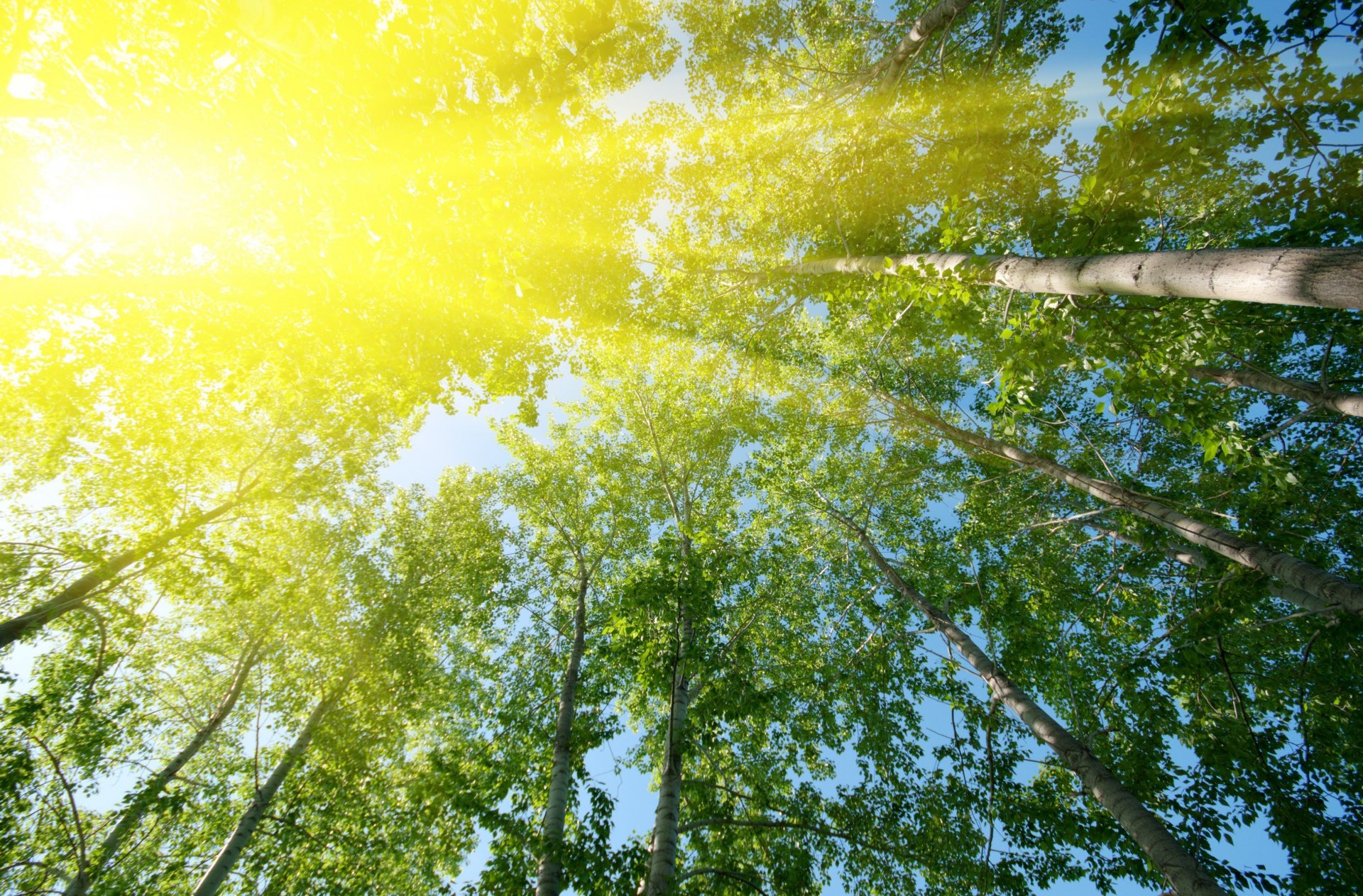 natura drzewa drzewo liście listki zielony słońce promienie tło tapeta panoramiczny pełny ekran panoramiczny