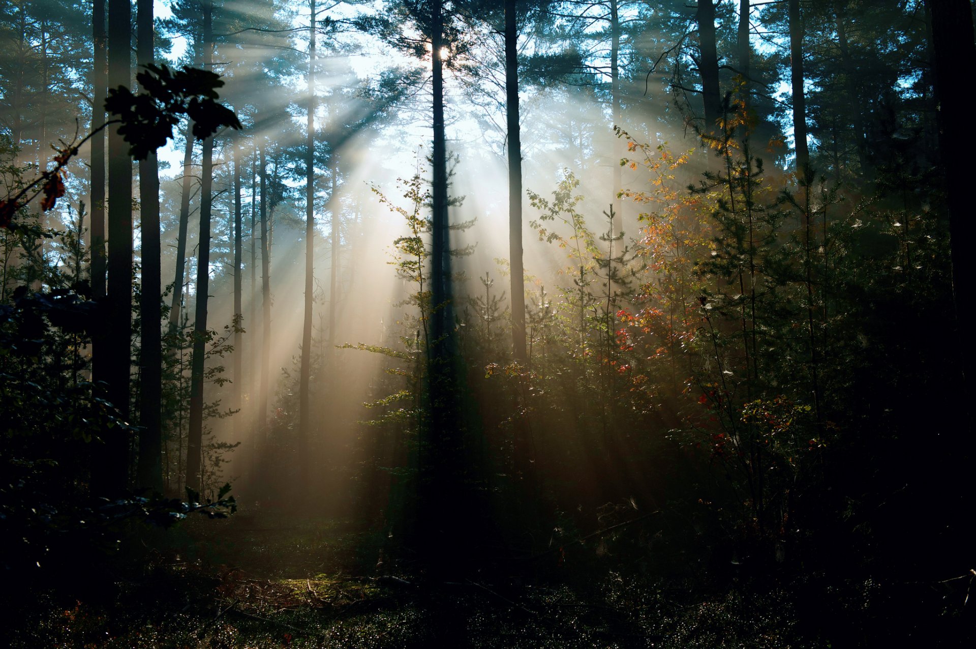 natura foresta luce raggi sole alberi