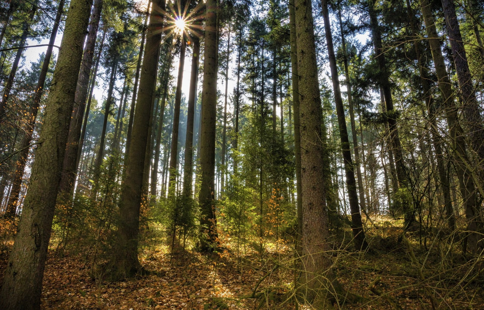 foresta pini sole raggi