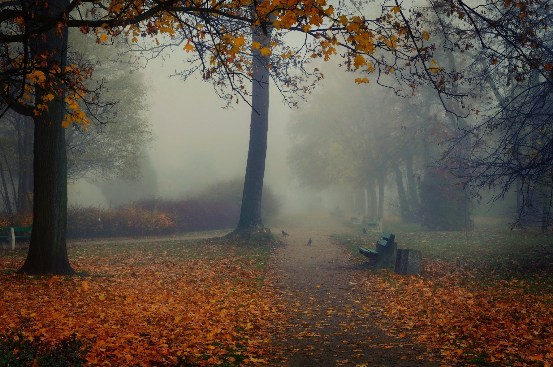 automne parc bancs oiseaux brouillard