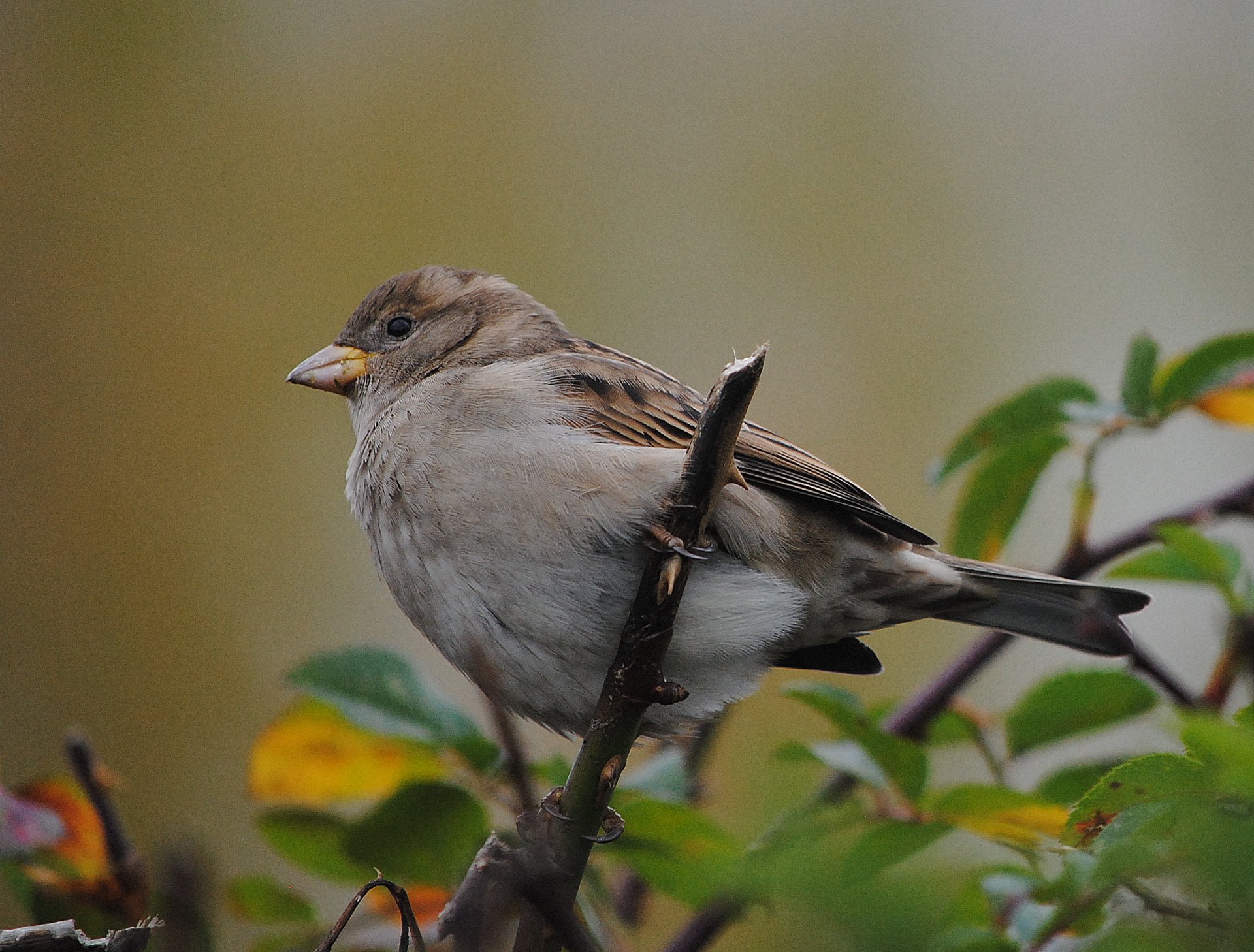 nature oiseau moineau branche feuillage