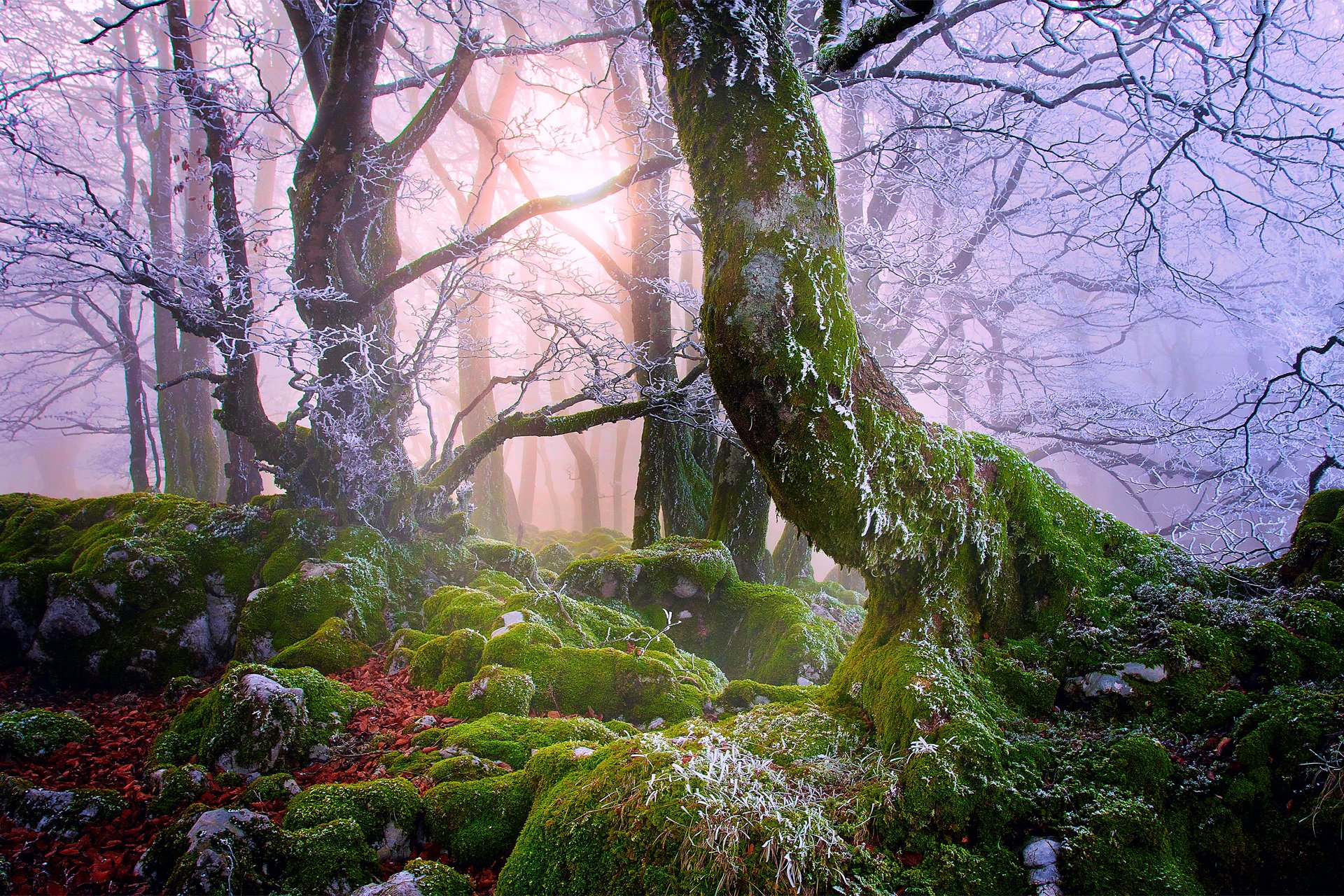 naturaleza bosque neblina niebla rocas musgo árboles ramas escarcha follaje