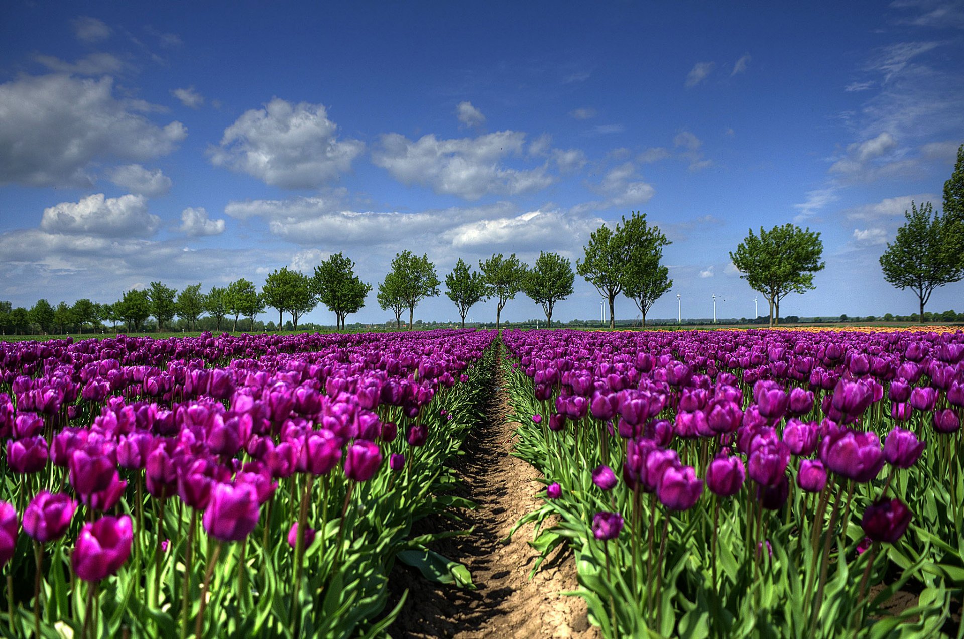 hollande arbres champ tulipes printemps