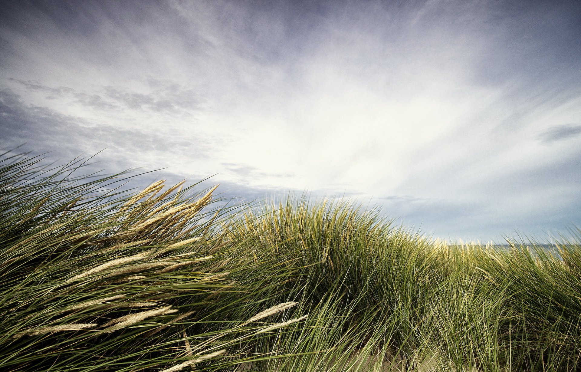 meer strand gras