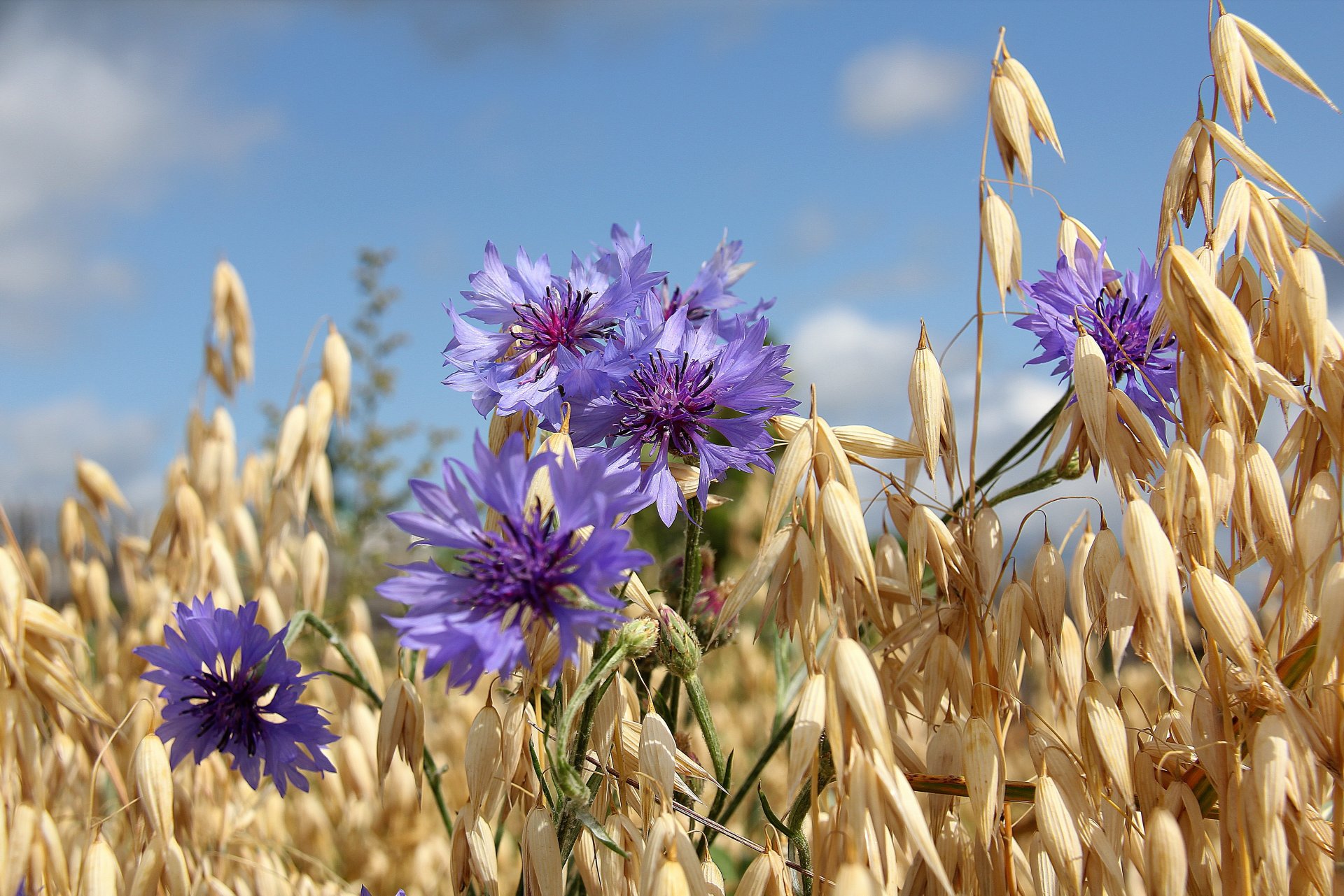 and oats cornflowers summer sky the field