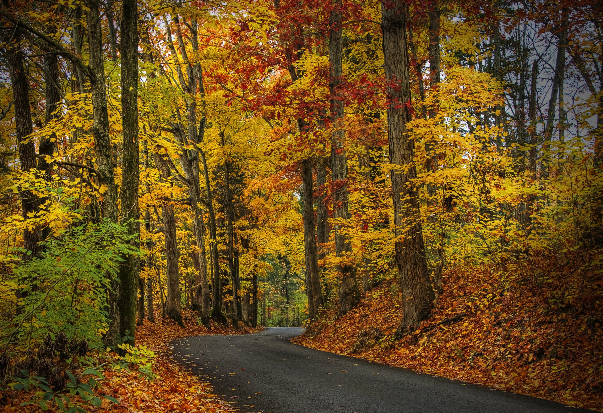 blätter bäume wald park herbst zu fuß hdr natur straße