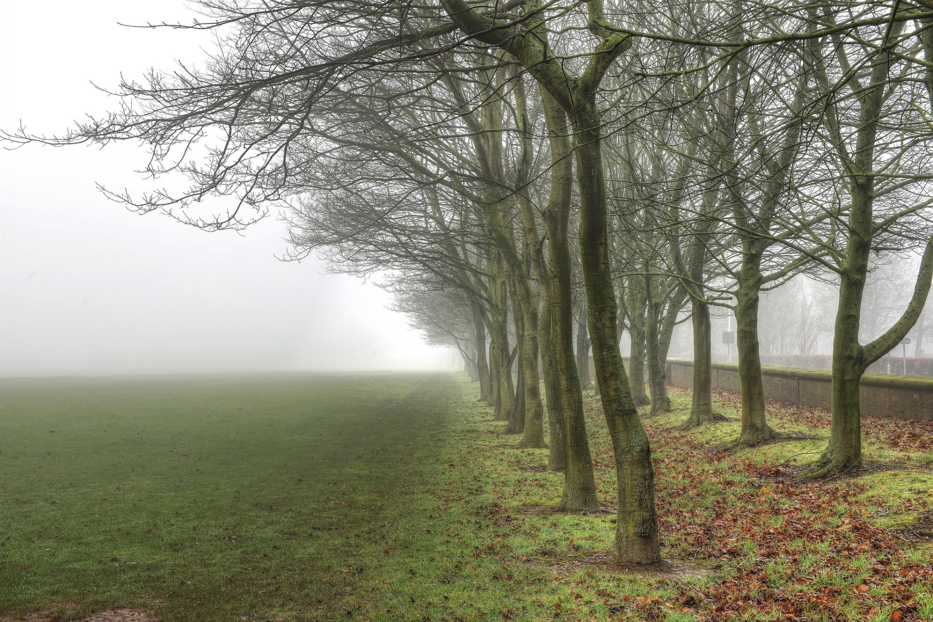 natur landschaft baum bäume stamm rinde zweige in einer reihe blätter grün gras nebel himmel hintergrund tapete widescreen vollbild widescreen widescreen