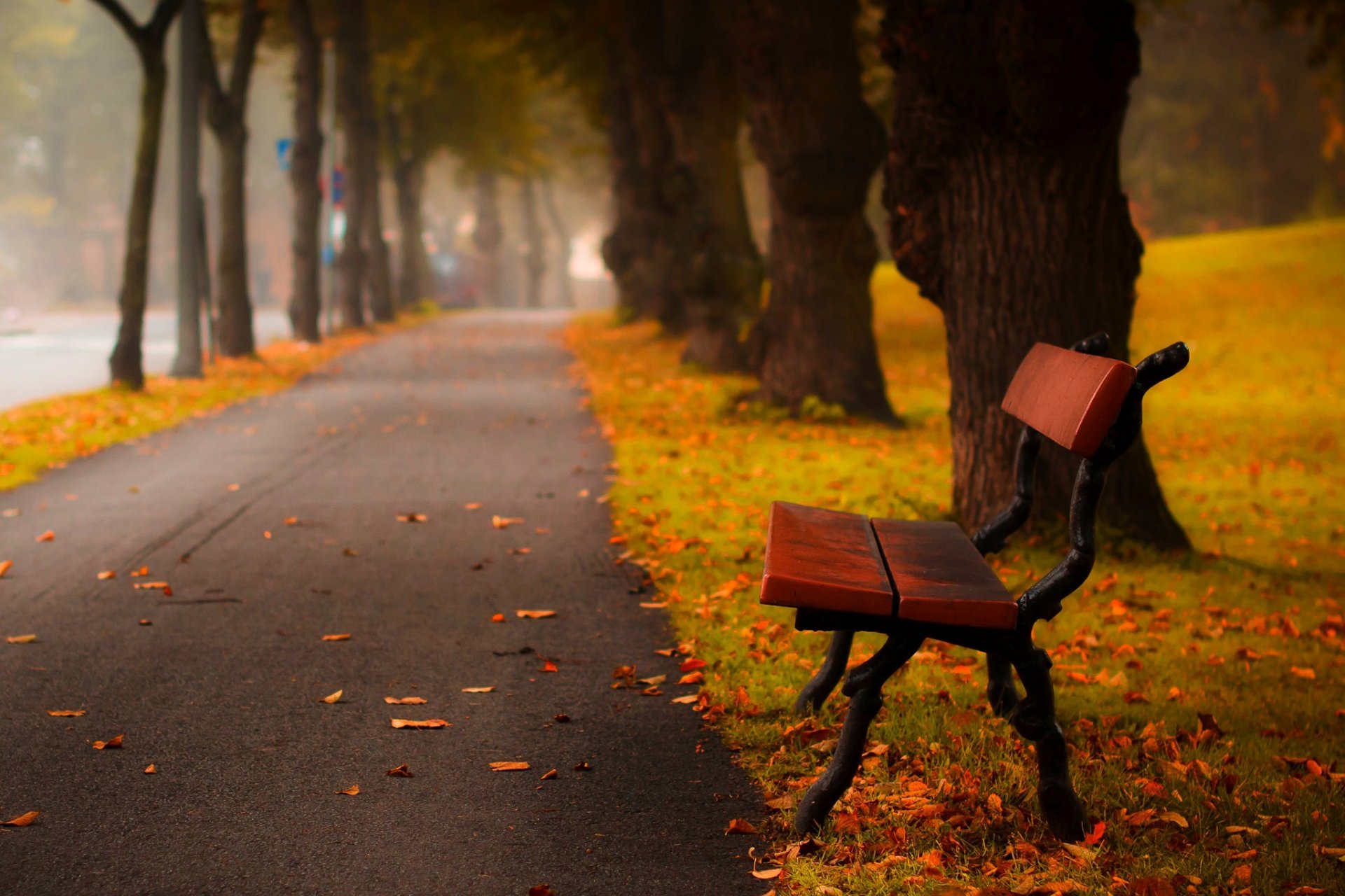 leaves trees forest park grass road colors autumn walk hdr nature bench tree