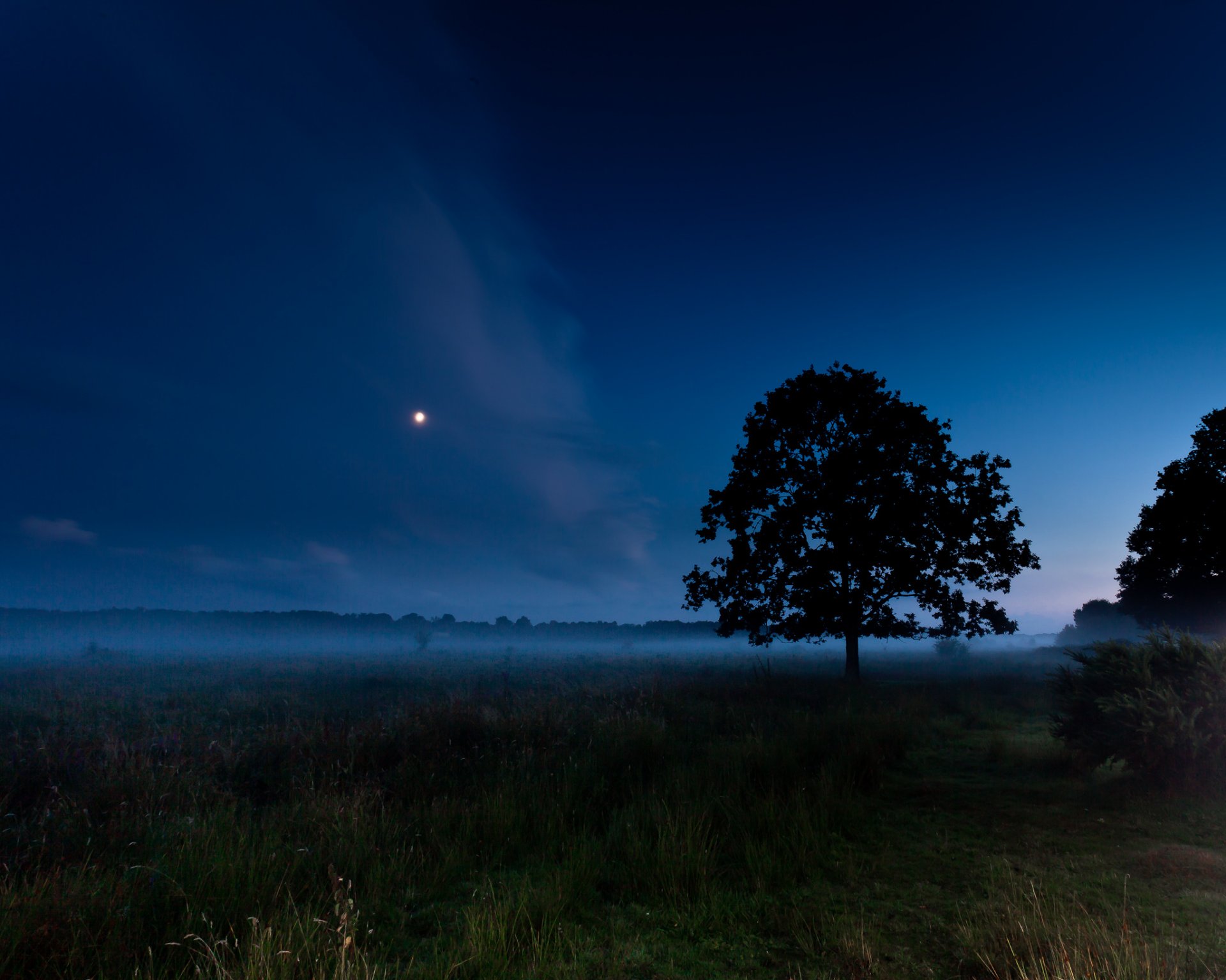 campo albero nebbia notte luna estate