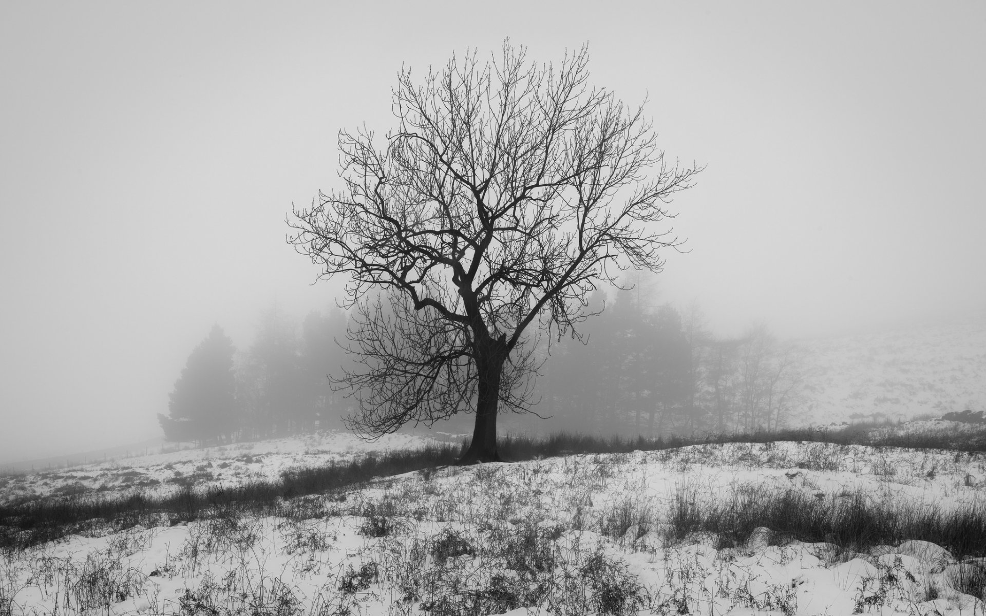 angleterre crowden hiver nature neige bois b\b photo blanc duncan fox