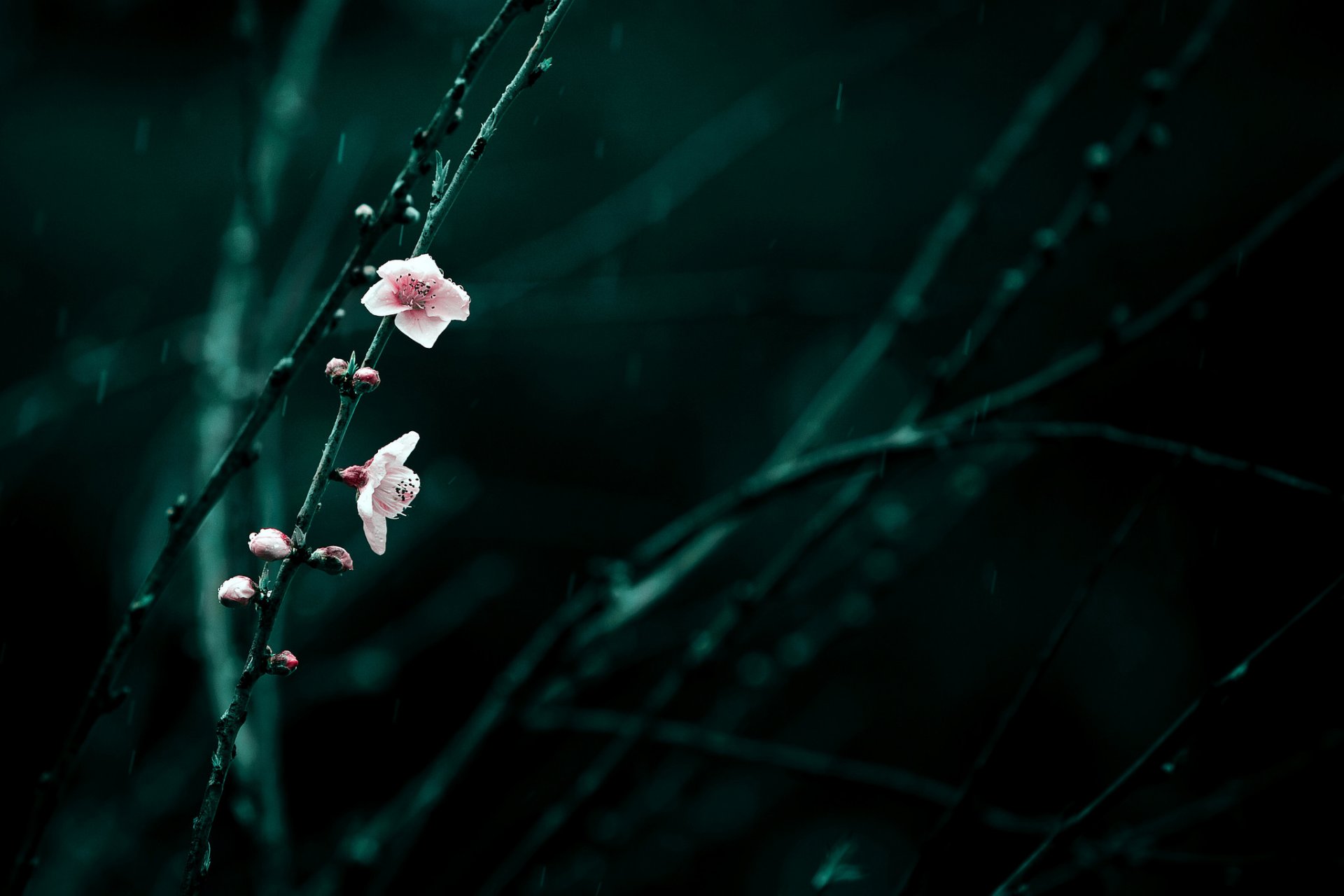 branches fleurs rose cerise floraison printemps pluie