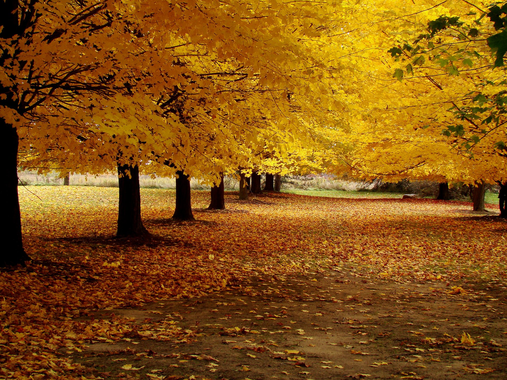 automne route ruelle feuilles jaune arbres parc nature paysage