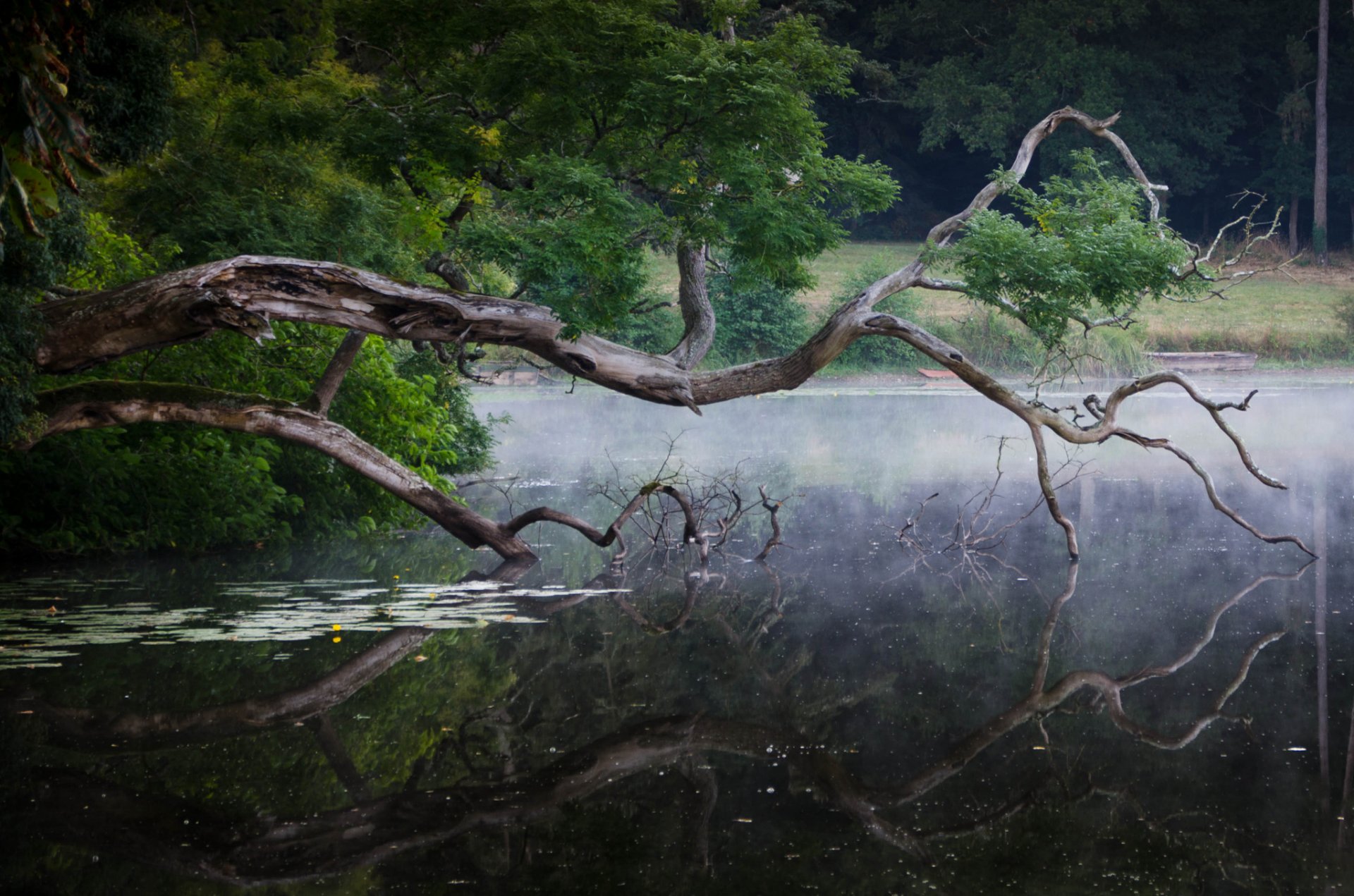 forêt lac bois flotté réflexion