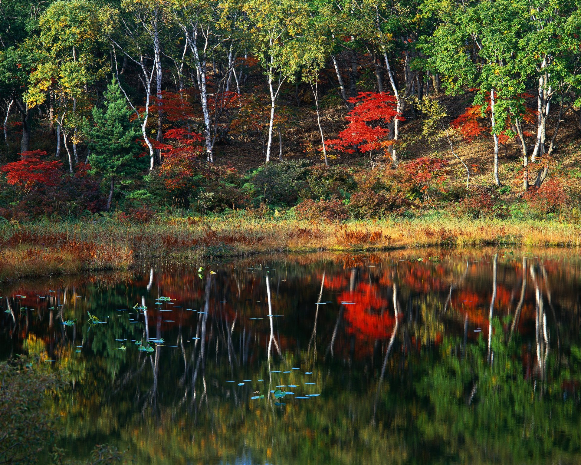 jesień las drzewa jezioro odbicie