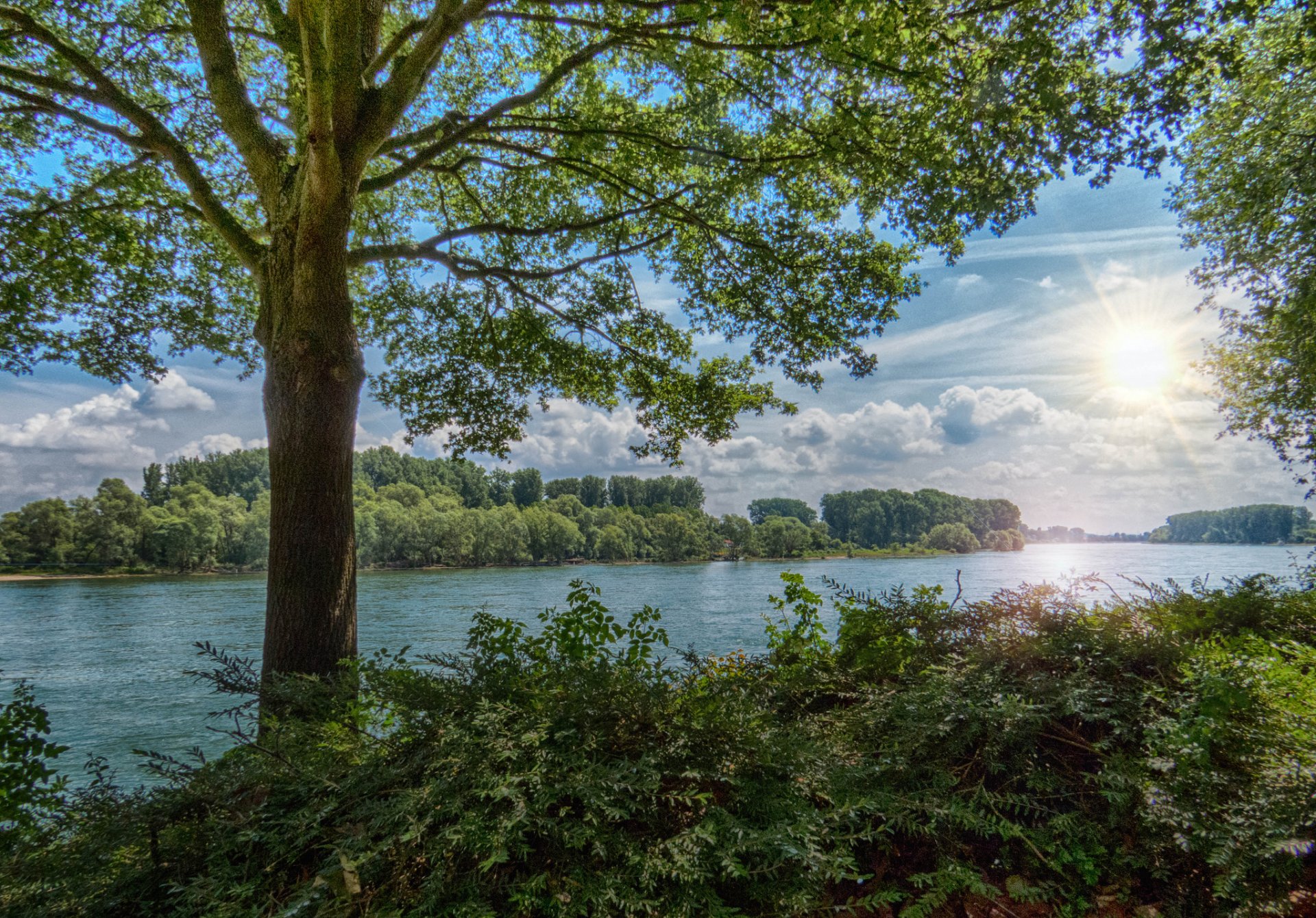 forêt rivière arbre arbuste soleil rayons été