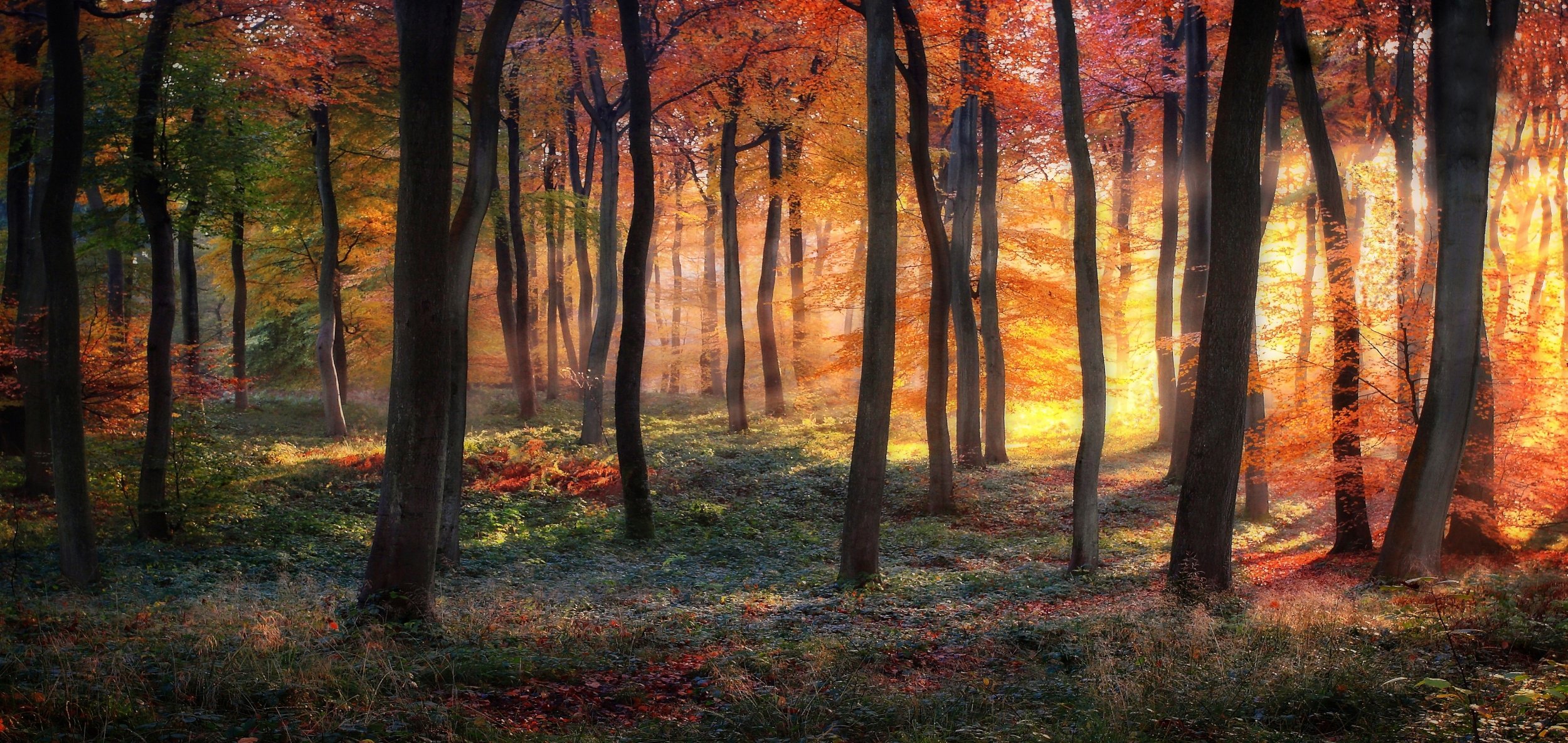 wald bäume herbstfarben