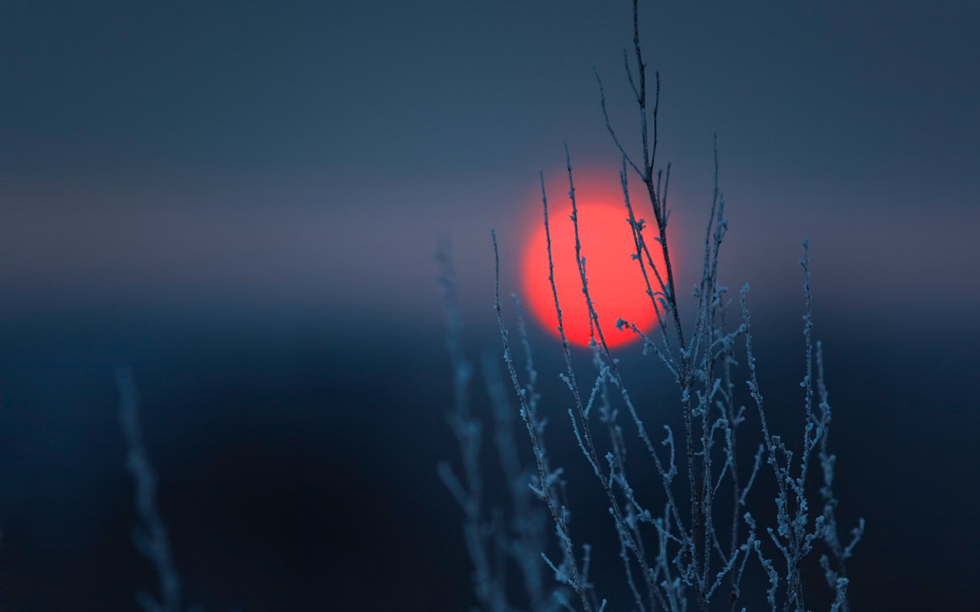 cielo sole tramonto disco pianta