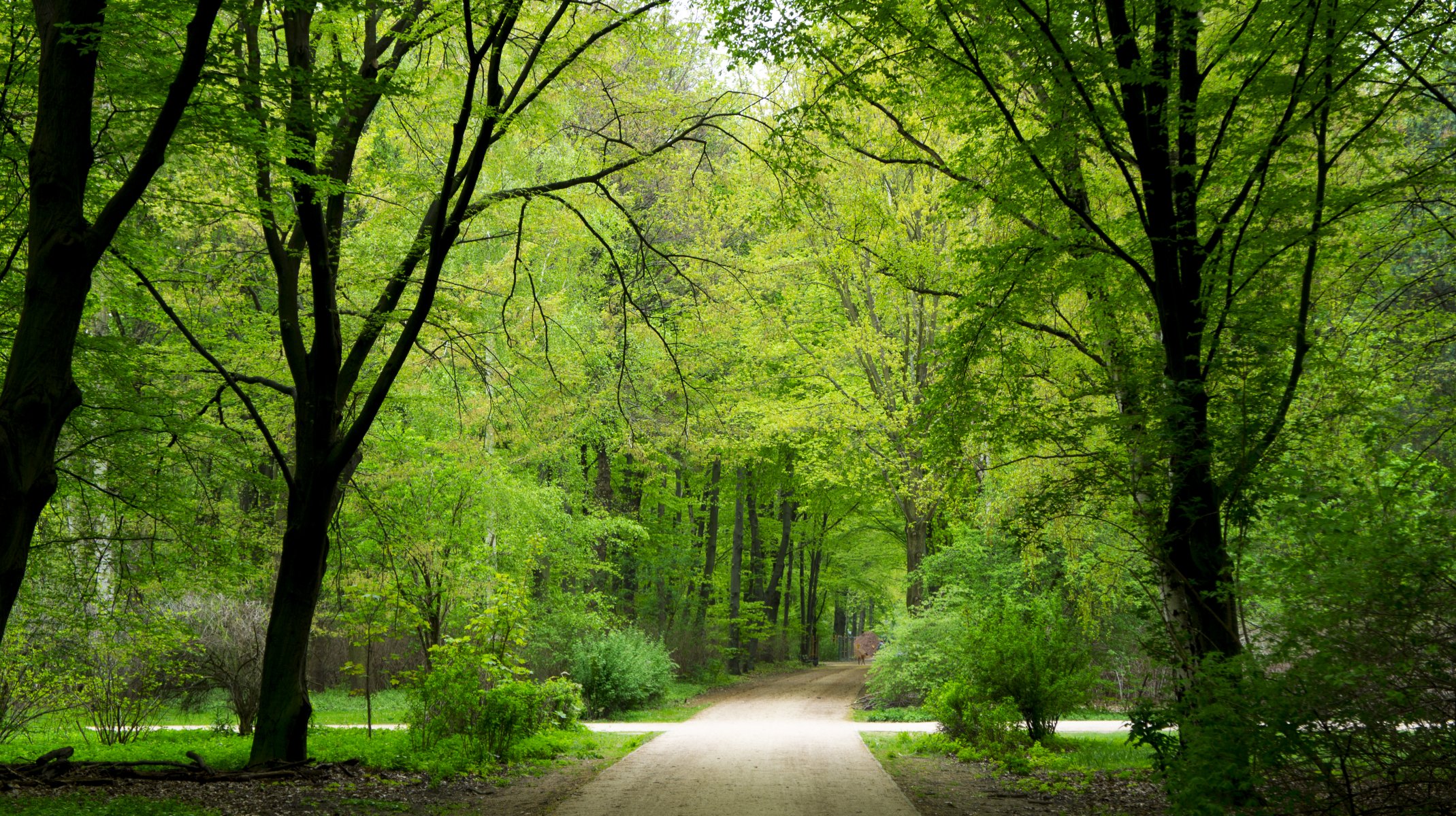 park wald bäume grün sommer deutschland berlin hintergrundbilder hd natur