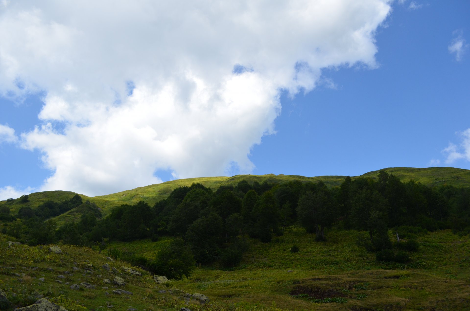 prados alpinos cielo árboles piedras hierba