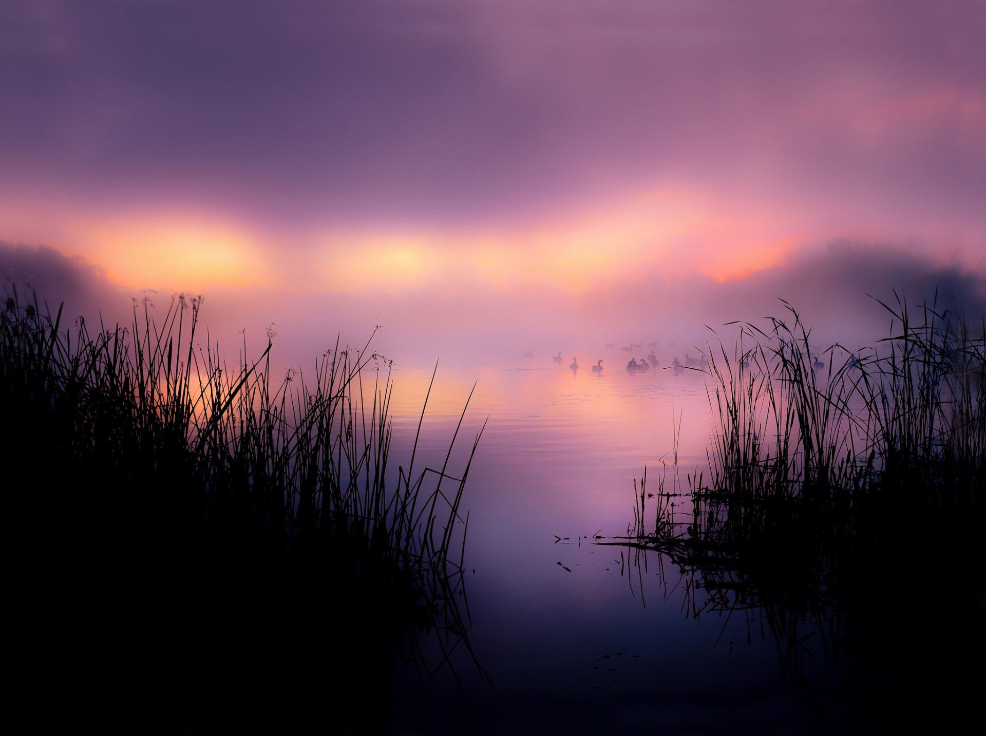 lago juncos patos niebla mañana