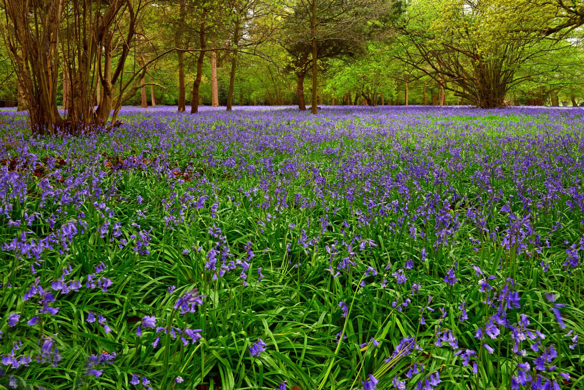 park bäume blumen frühling