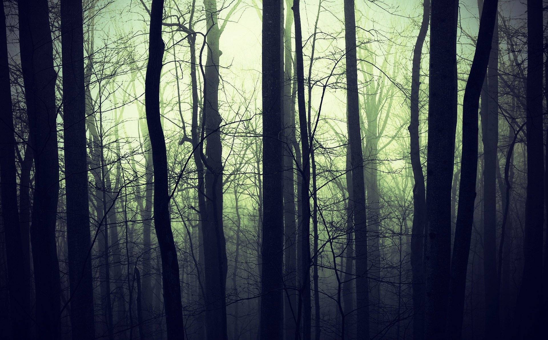 forest fog dark nature