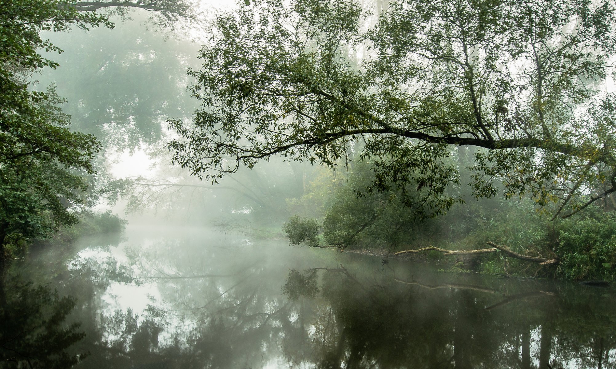 alberi fiume nebbia mattina