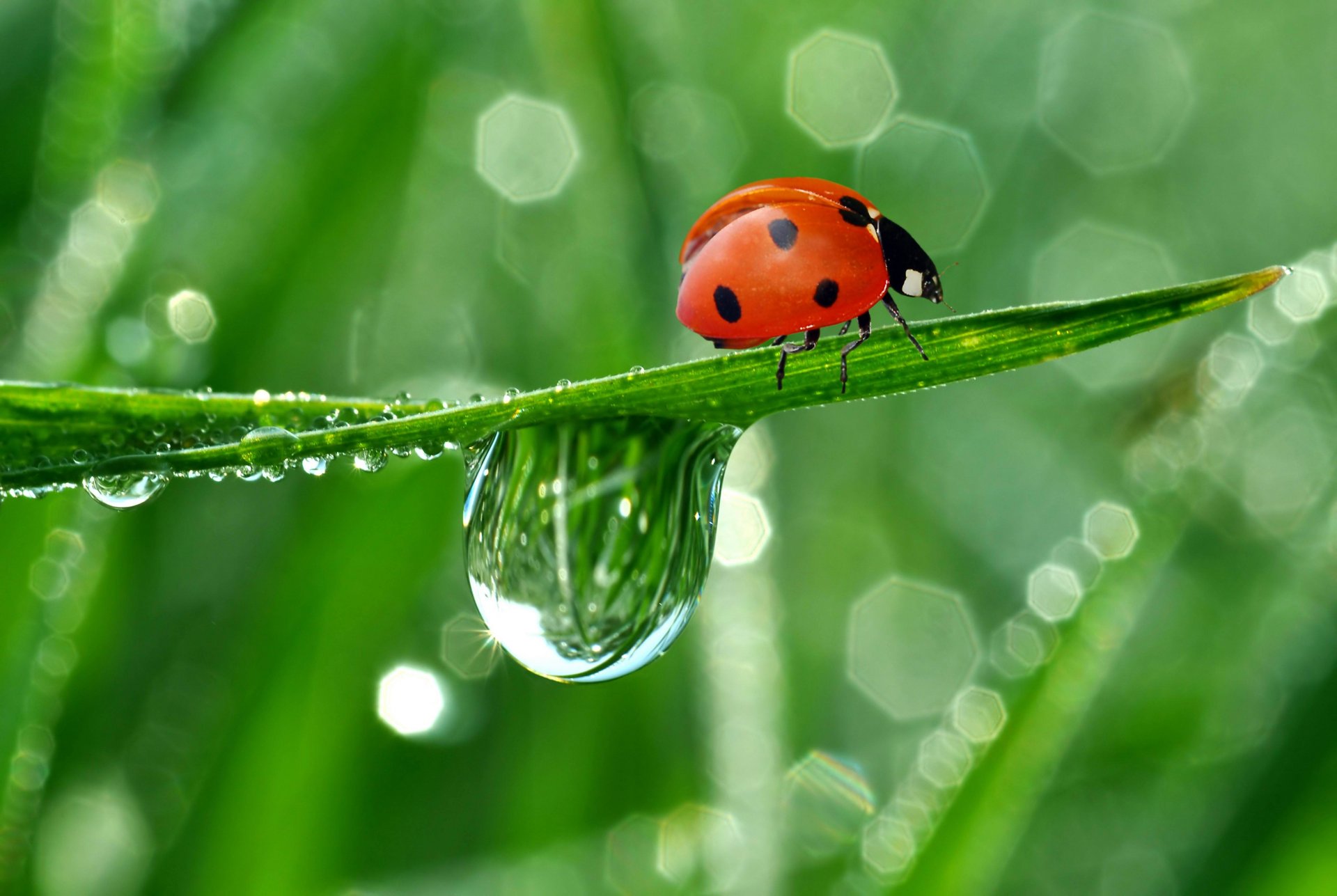 natura coccinella strisciando gocce rugiada riflessione