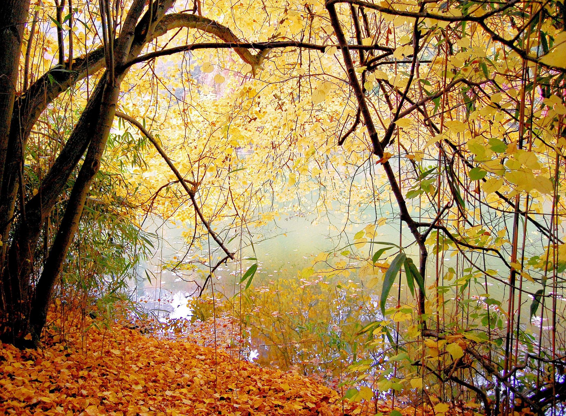 parco lago alberi foglie autunno tranquillità