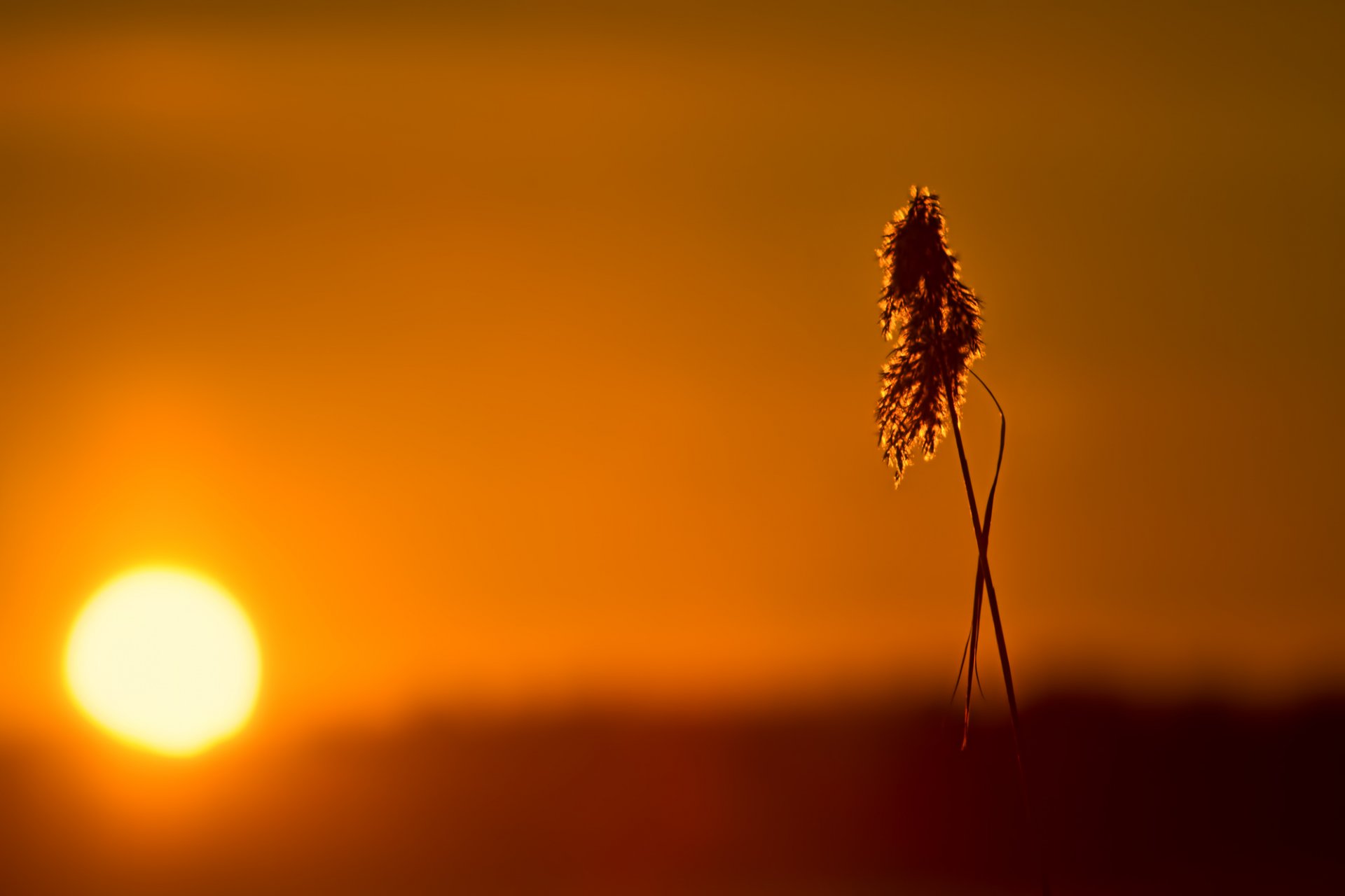 brin d herbe panicule soleil coucher de soleil lumière