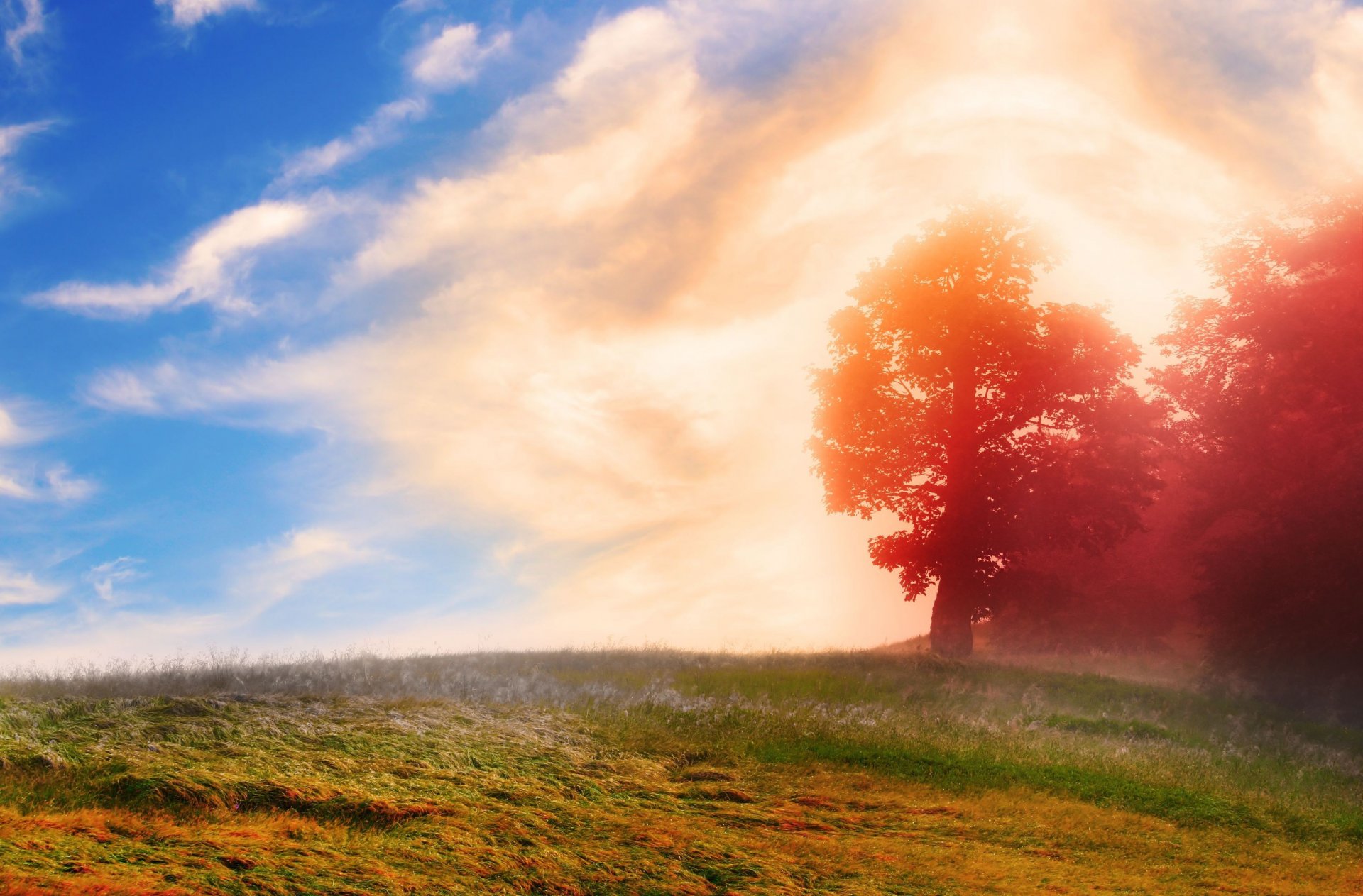 natura albero alberi foglie volantini rosso verde cielo nuvole sfondo carta da parati widescreen schermo intero widescreen