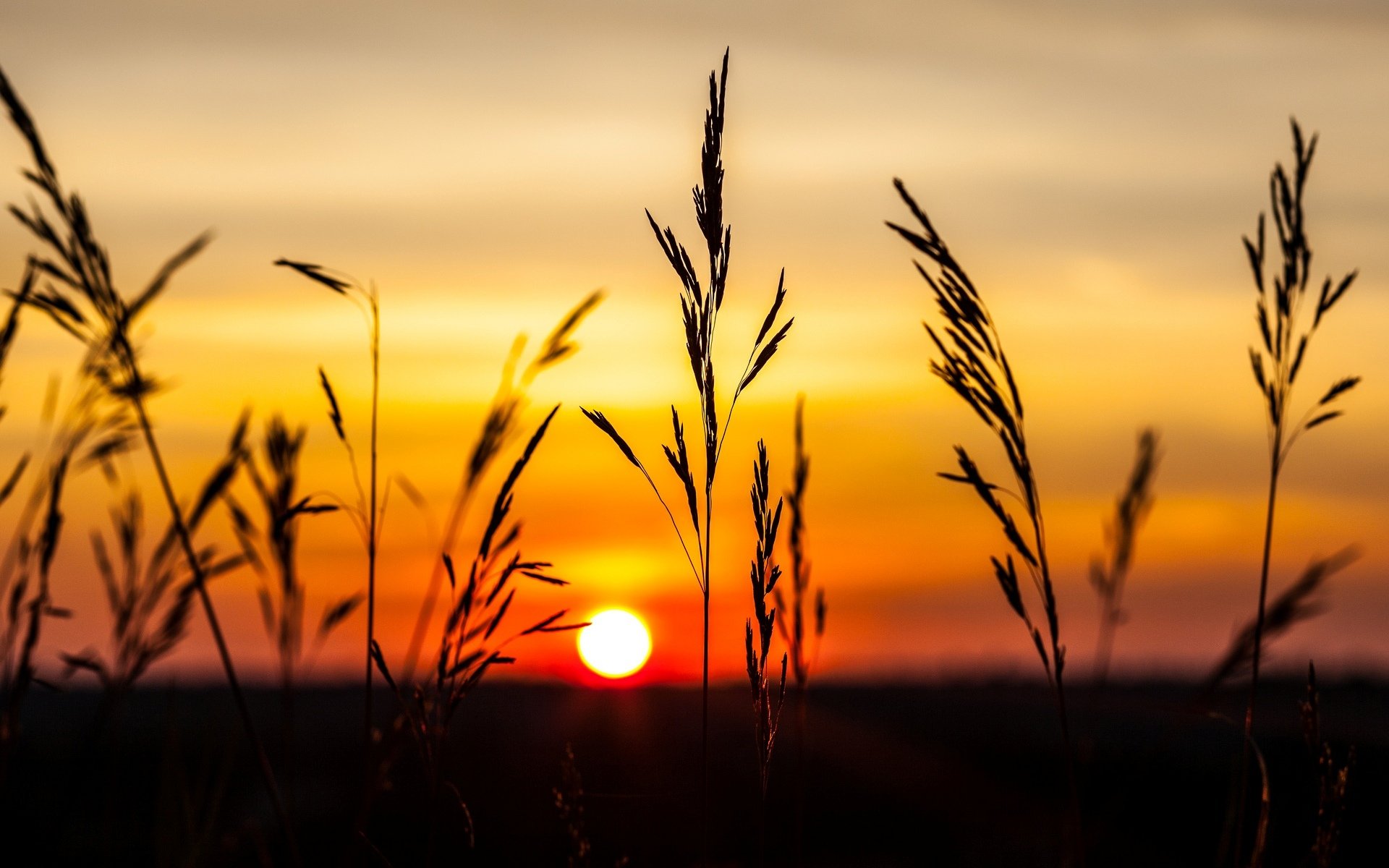 natur pflanze ohren ährchen sonnenuntergang himmel hintergrund abend tapete widescreen vollbild widescreen widescreen