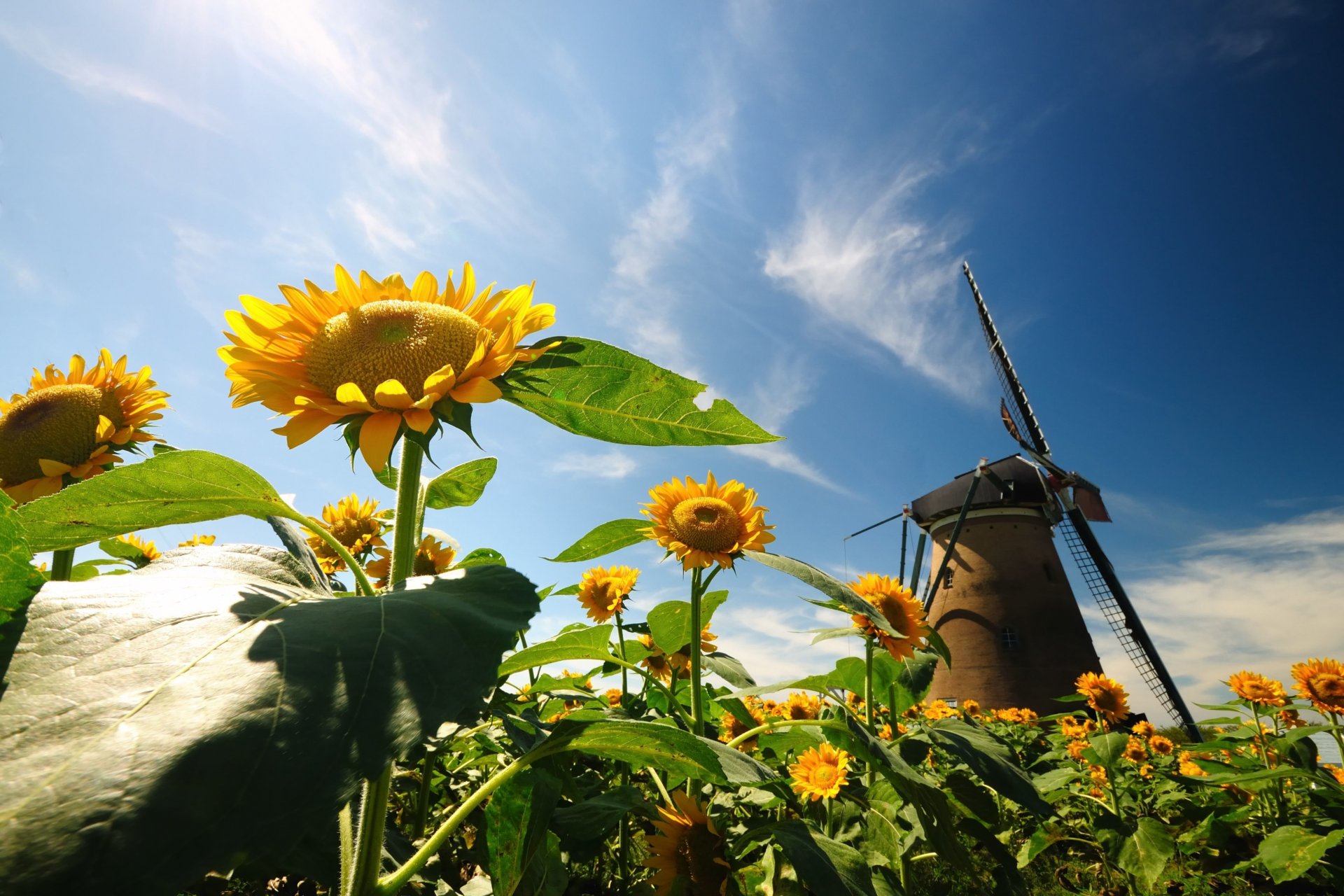 natura girasole fiori fiori foglie mulino a vento cielo sfondo carta da parati widescreen schermo intero widescreen widescreen