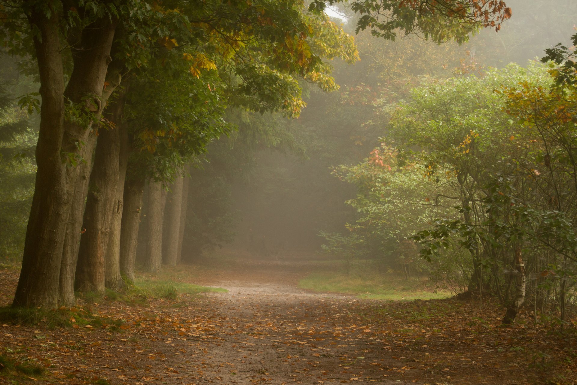 bosque árboles arbusto camino niebla