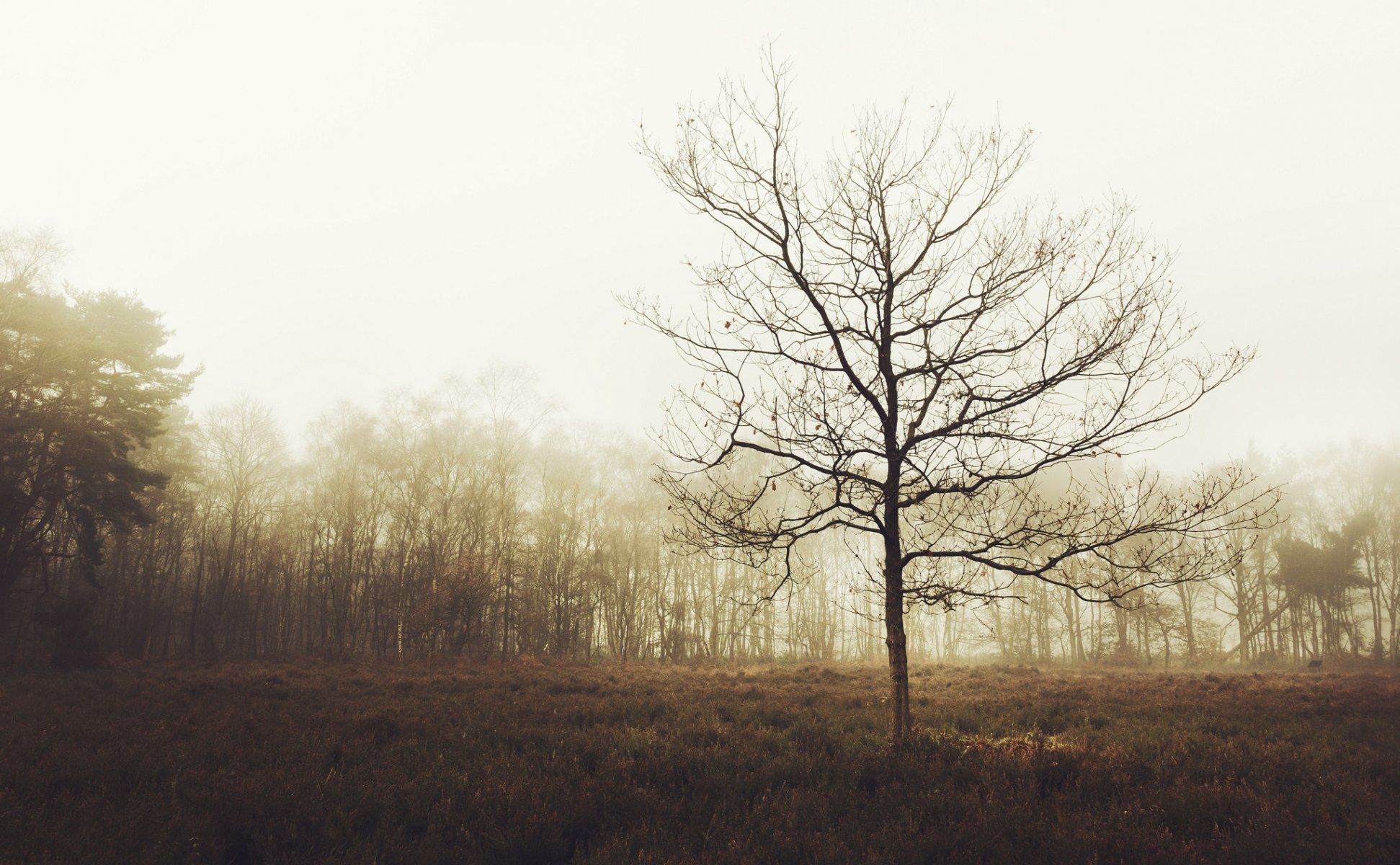 großbritannien england wald bäume lichtung nebel herbst